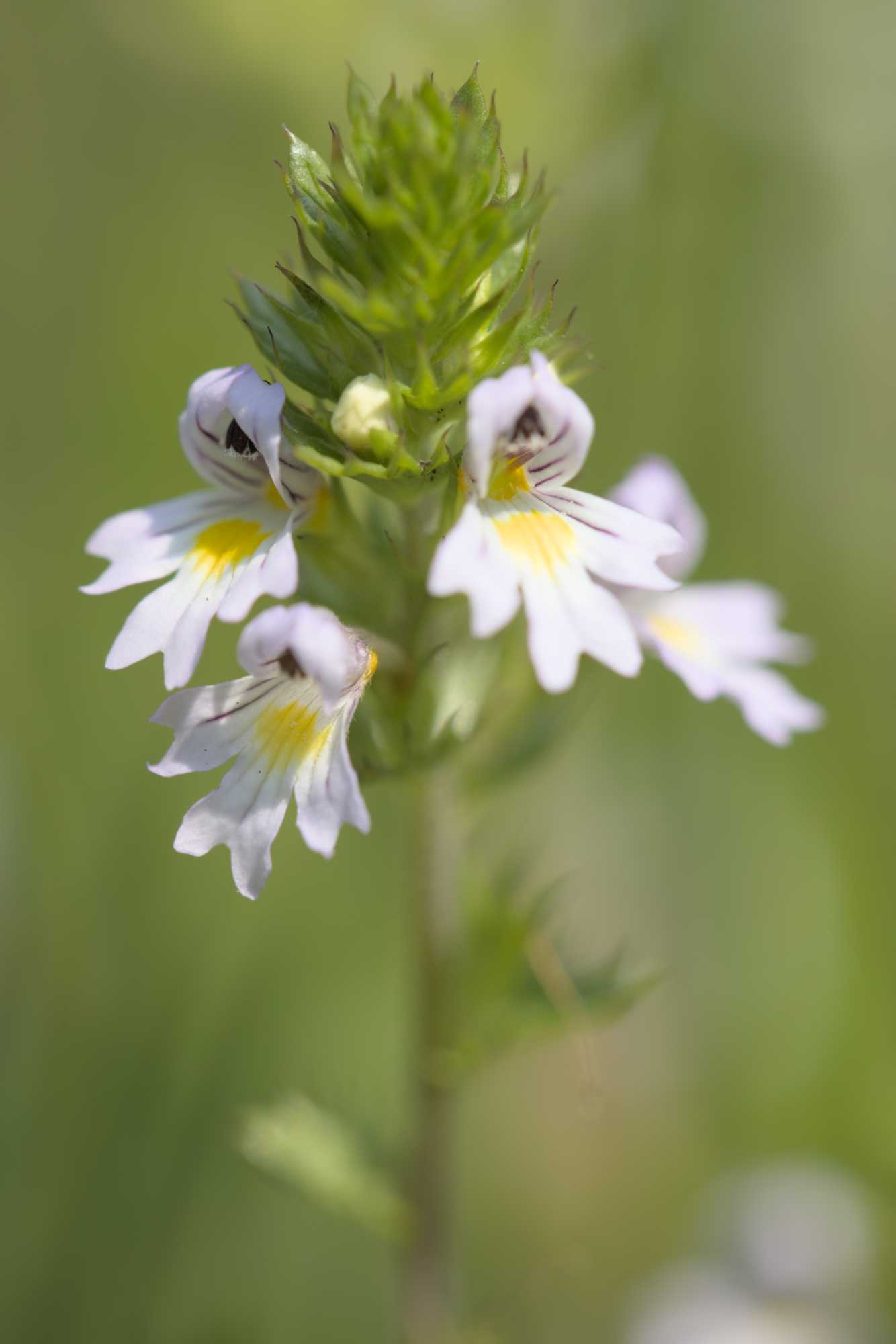 Steifer Augentrost (Euphrasia stricta s.l.), Lokation: Niederlande | Zeeland | Schouwen-Duiveland | Serooskerke Kategorien: Blüte, Familie: Orobanchaceae (Sommerwurzgewächse ), Datum: 23.06.2022