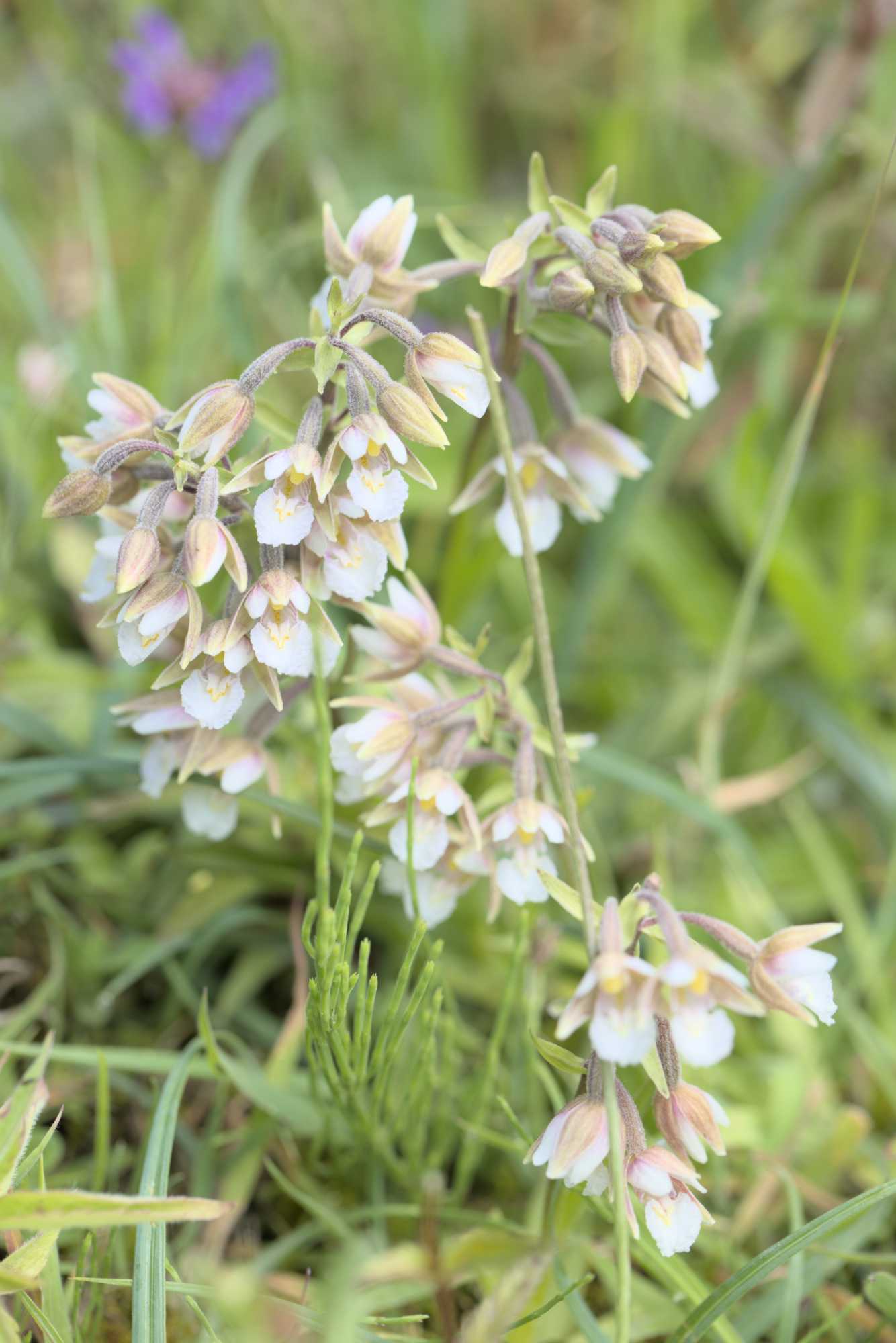 Sumpf-Stendelwurz (Epipactis palustris), Lokation: Niederlande | Zeeland | Schouwen-Duiveland | Serooskerke Kategorien: Habitus, Familie: Orchidaceae (Orchideen ), Datum: 23.06.2022