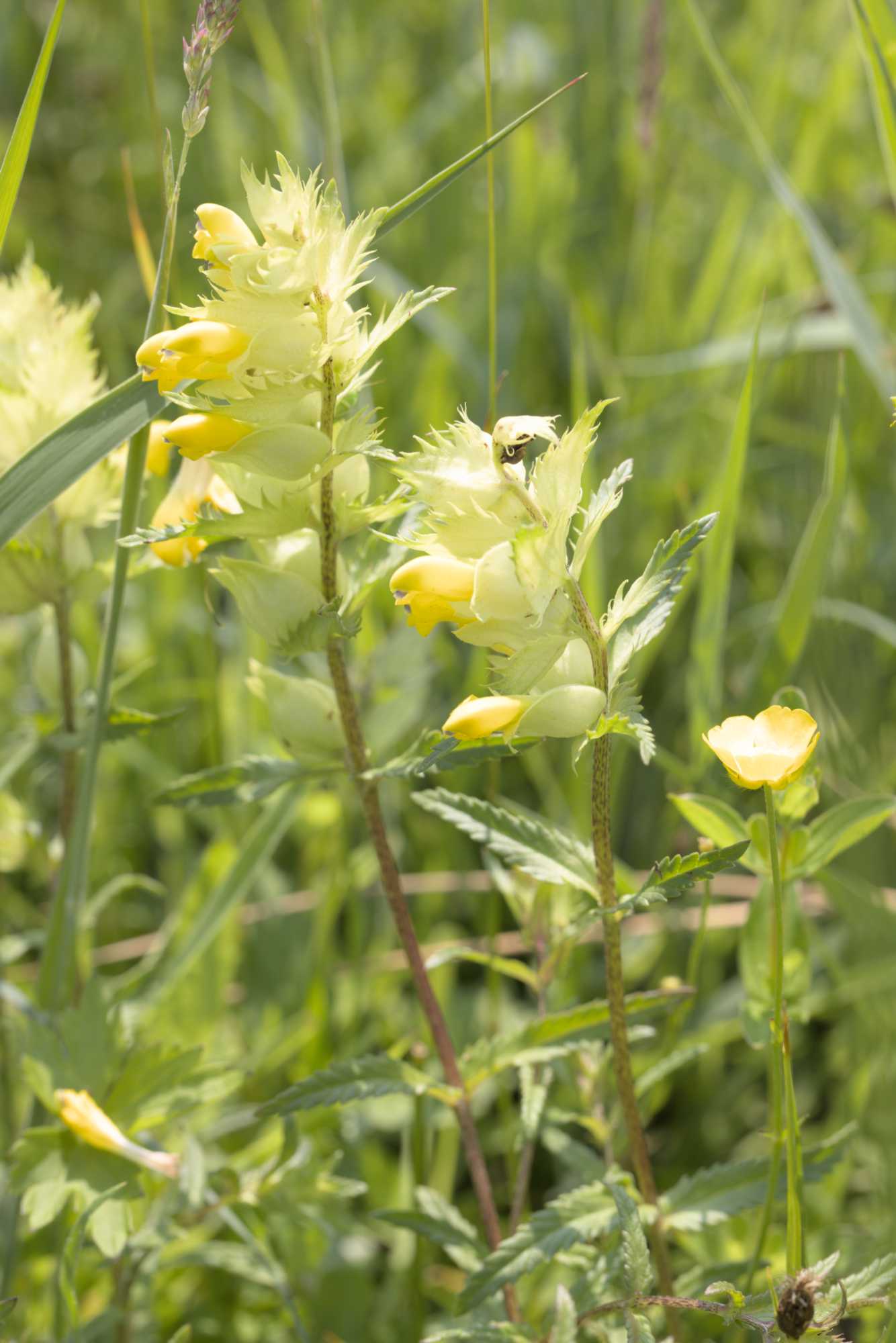 Großer Klappertopf (Rhinanthus angustifolius), Lokation: Niederlande | Zeeland | Schouwen-Duiveland | Serooskerke Kategorien: Blüte, Familie: Orobanchaceae (Sommerwurzgewächse ), Datum: 23.06.2022