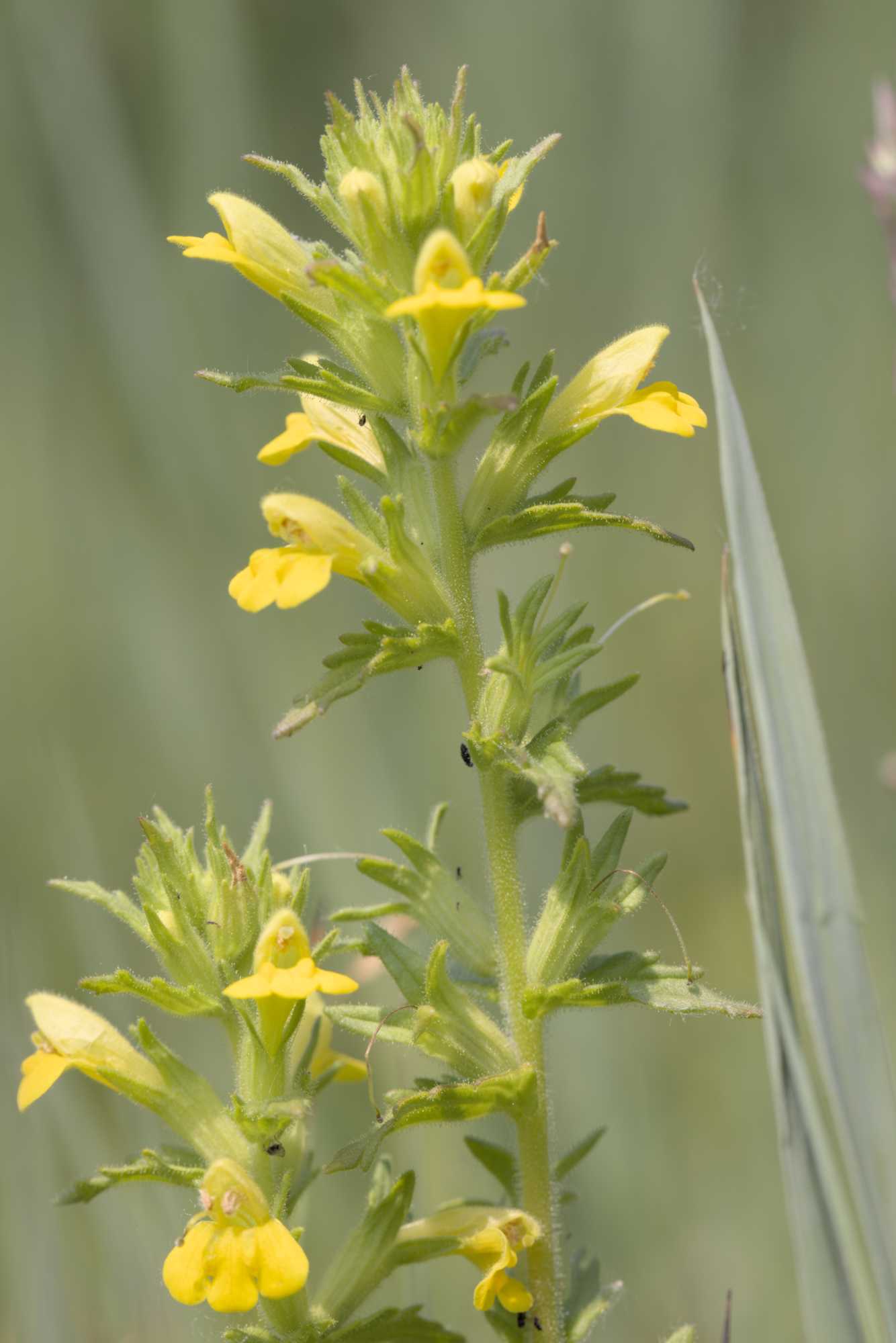 Drüsiger Zahntrost (Parentucellia viscosa), Lokation: Niederlande | Zeeland | Schouwen-Duiveland | Serooskerke Kategorien: Blüte, Familie: Orobanchaceae (Sommerwurzgewächse ), Datum: 23.06.2022
