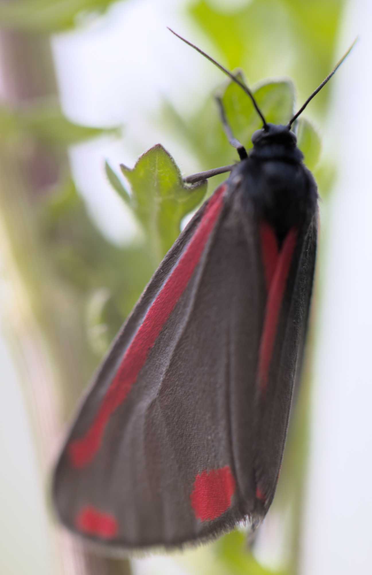 Jakobskrautbär (Tyria jacobaeae), Lokation: Niederlande | Zeeland | Schouwen-Duiveland | Serooskerke Kategorien: Schmetterlinge, Familie: Erebidae (Eulenfalter), Datum: 23.06.2022
