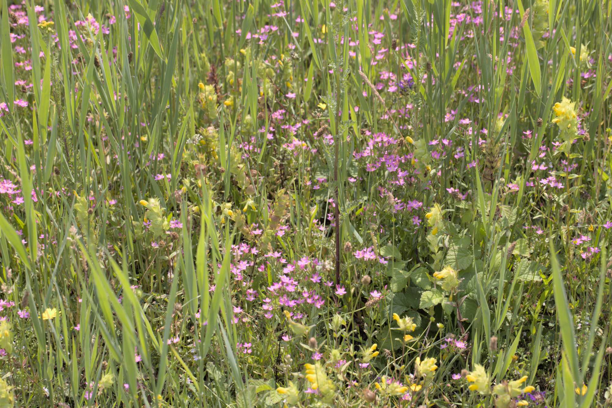 Lokation: Niederlande | Zeeland | Schouwen-Duiveland | Serooskerke Kategorien: Vegetation, Datum: 23.06.2022