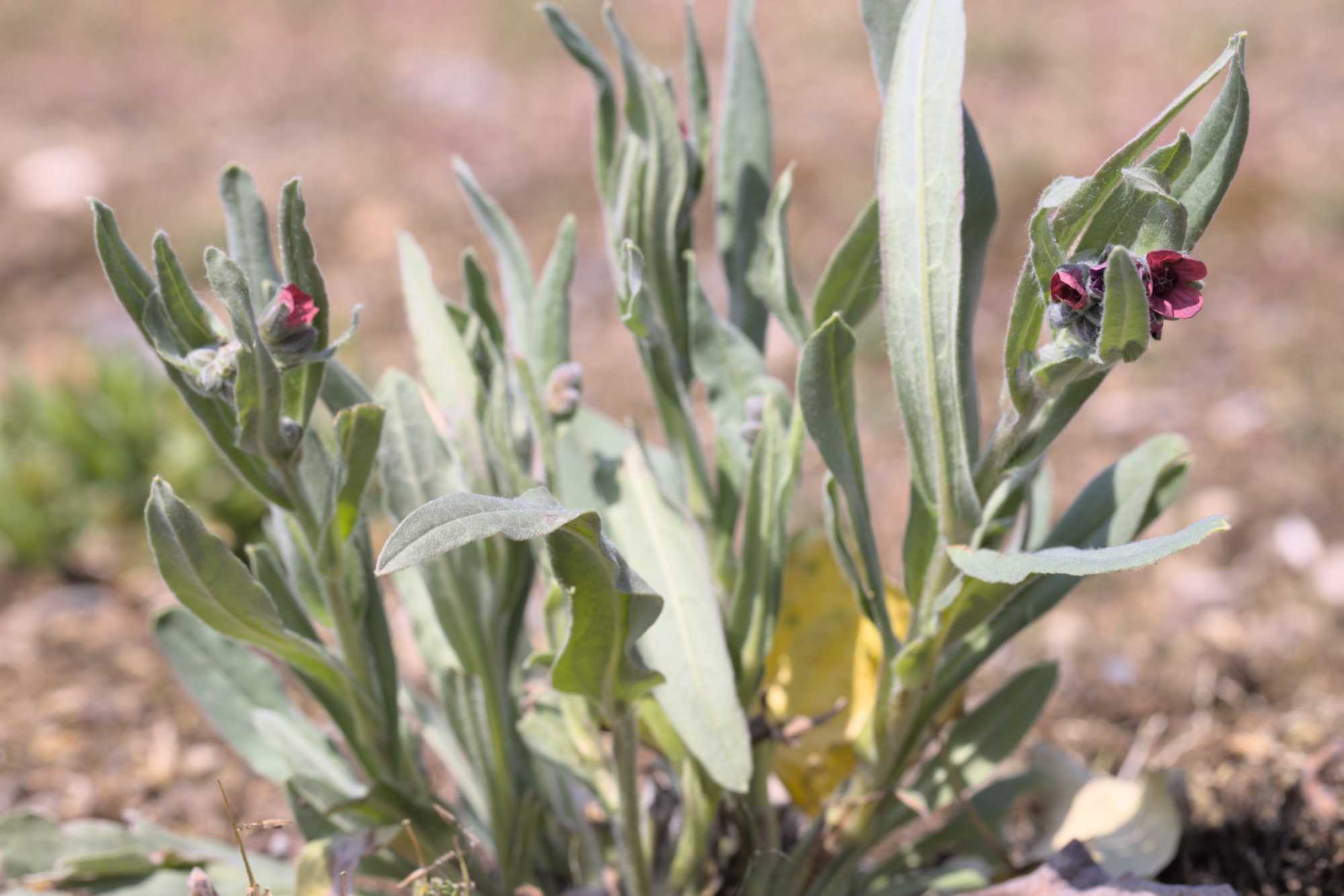 Echte Hundszunge (Cynoglossum officinale), Lokation: Niederlande | Zeeland | Schouwen-Duiveland | Serooskerke Kategorien: Habitus, Familie: Boraginaceae (Rauhblattgewächse ), Datum: 23.06.2022