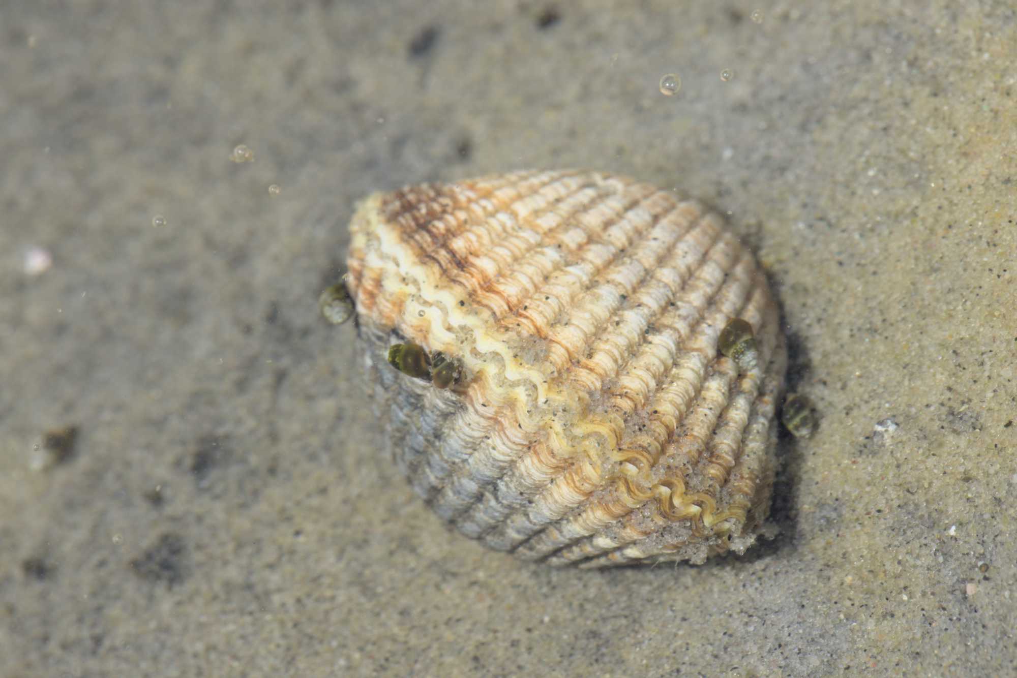 Gemeine Herzmuschel (Cerastoderma edule), Lokation: Niederlande | Zeeland | Schouwen-Duiveland | Bruinisse Kategorien: Strand, Familie: Cardiidae (Herzmuscheln), Datum: 23.06.2022
