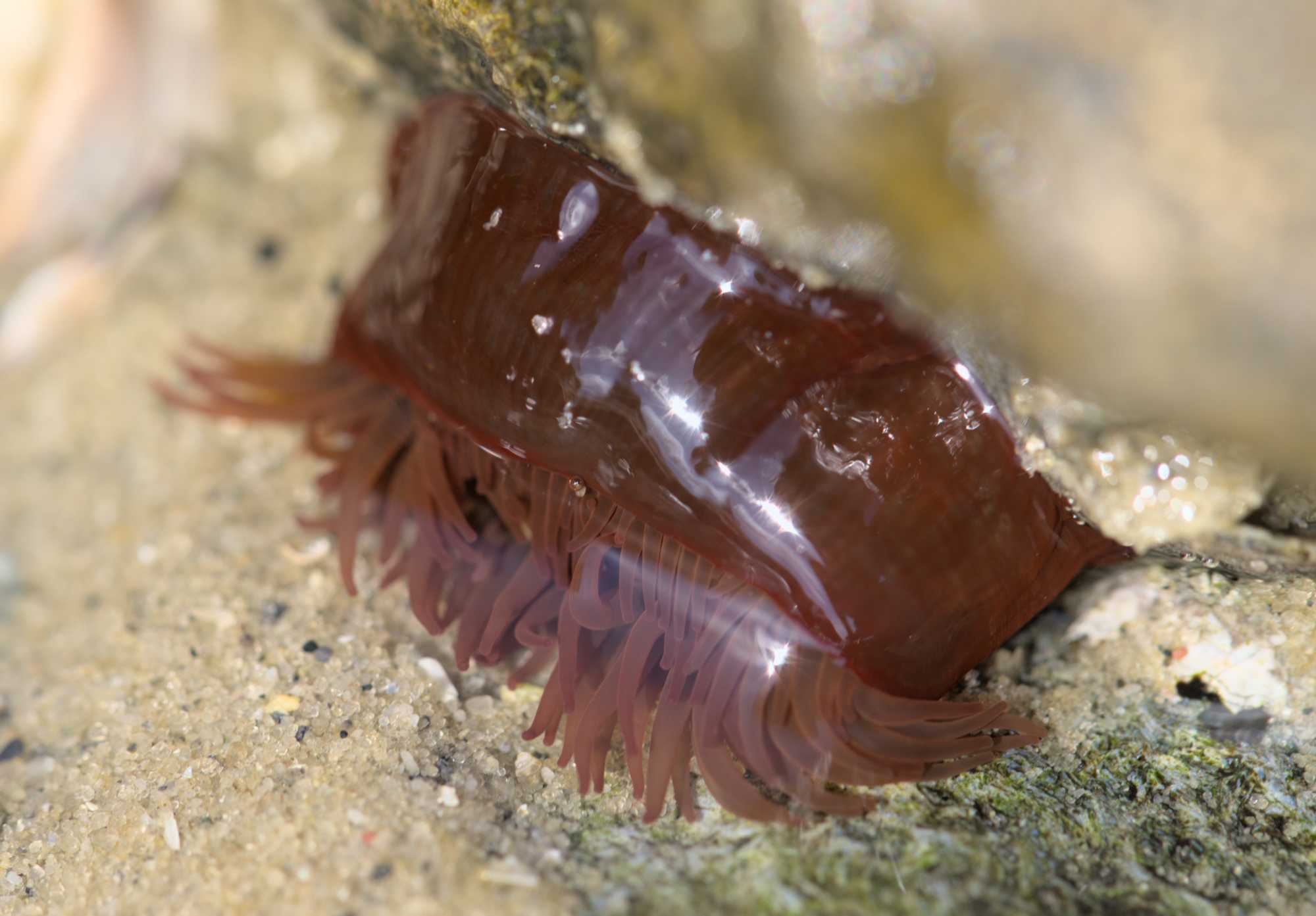 Pferdeaktinie (Actinia equina), Lokation: Niederlande | Zeeland | Tholen | Tholen Kategorien: Strand, Familie: Actiniidae (Seeanemonen), Datum: 23.06.2022