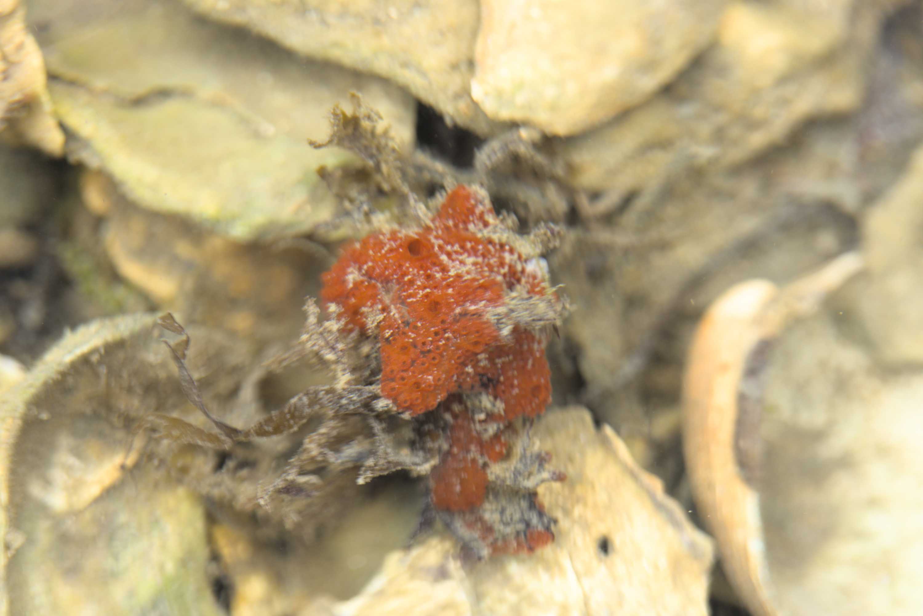 Lokation: Niederlande | Zeeland | Schouwen-Duiveland | Ouwerkerk Kategorien: Meer, Datum: 30.07.2022