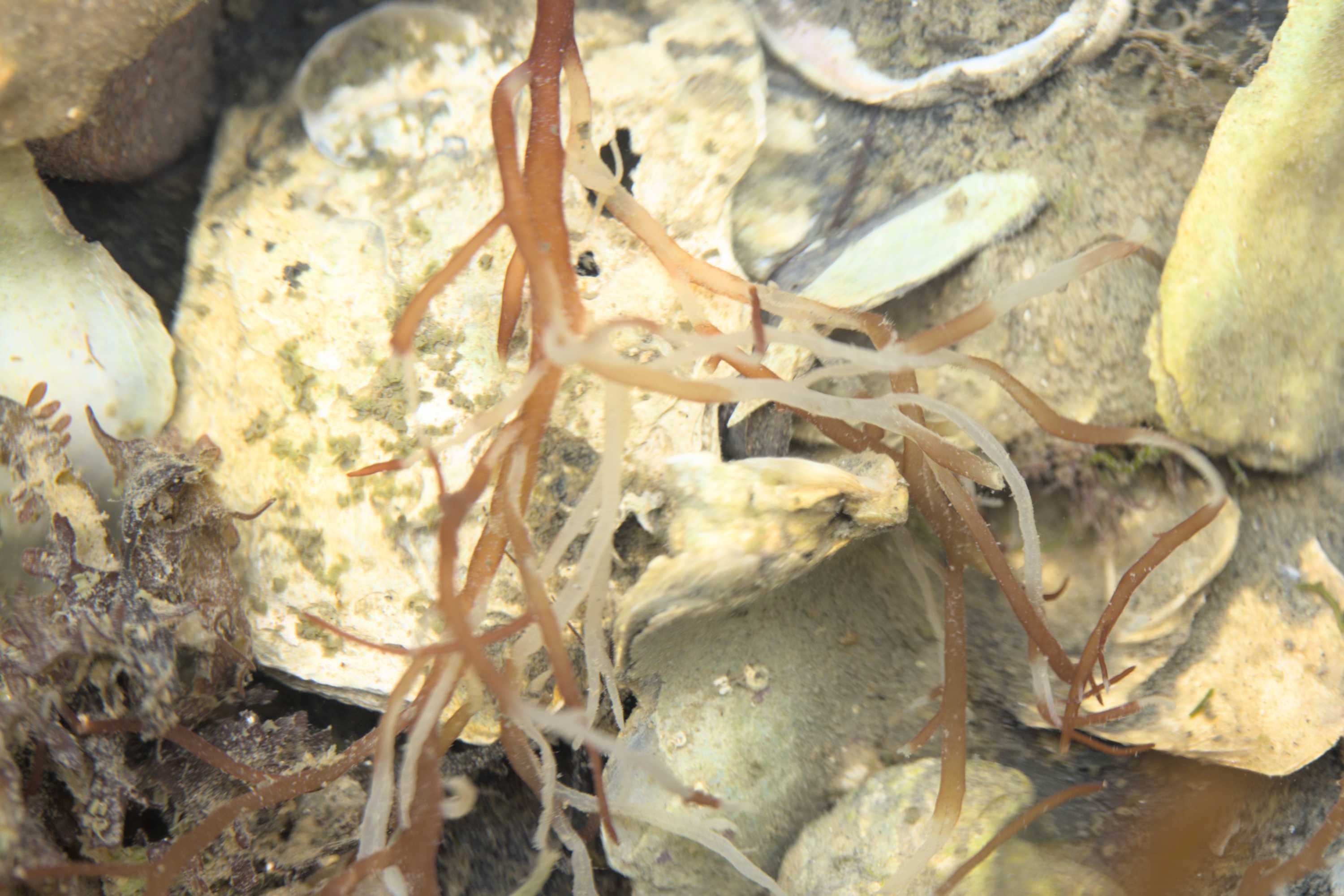 Lokation: Niederlande | Zeeland | Schouwen-Duiveland | Ouwerkerk Kategorien: Meer, Datum: 30.07.2022