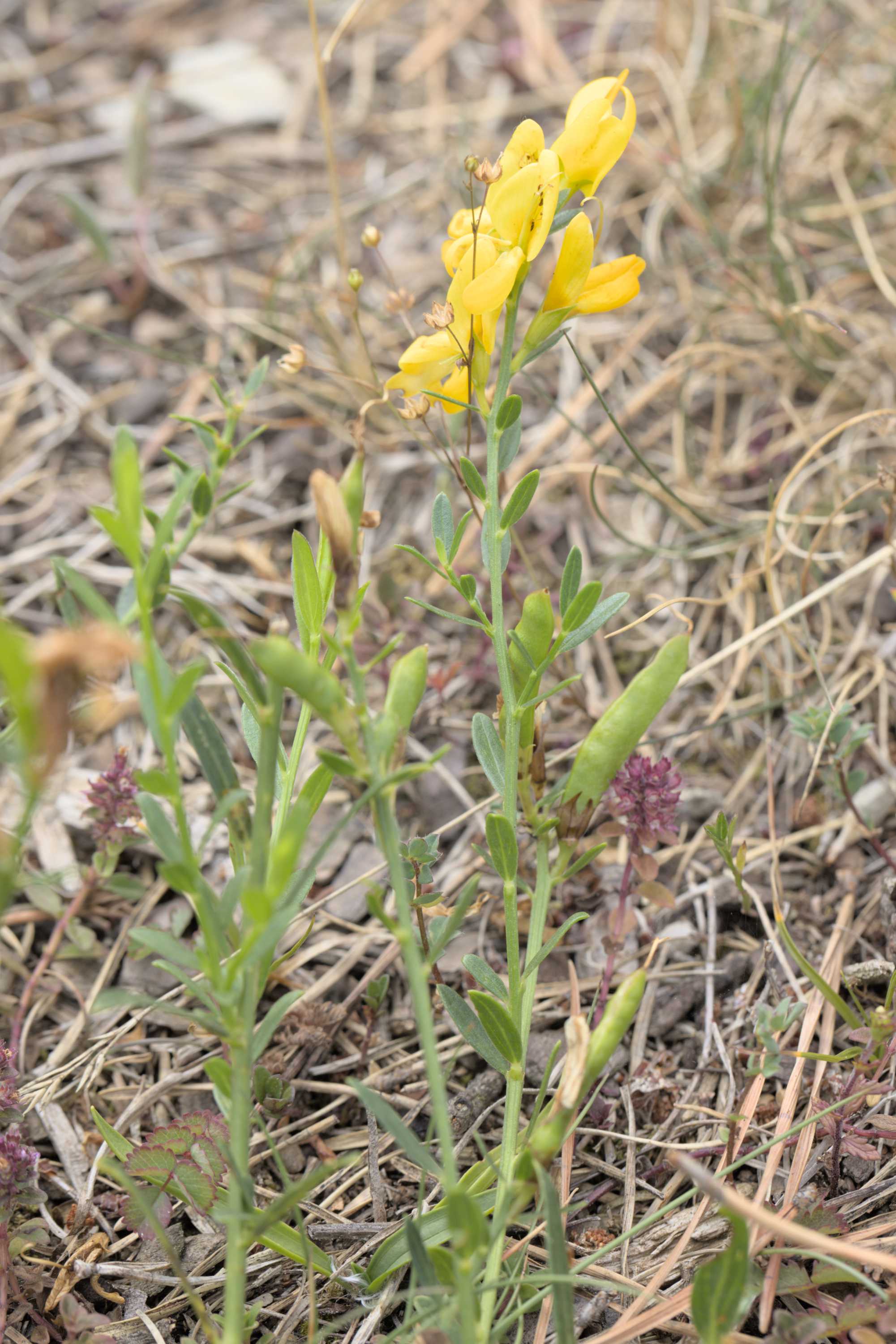 Färber-Ginster (Genista tinctoria), Lokation: Deutschland | Nordrhein-Westfalen | Aachen | Stolberg Kategorien: Habitus, Familie: Fabaceae (Schmetterlingsblütler ), Datum: 31.07.2022