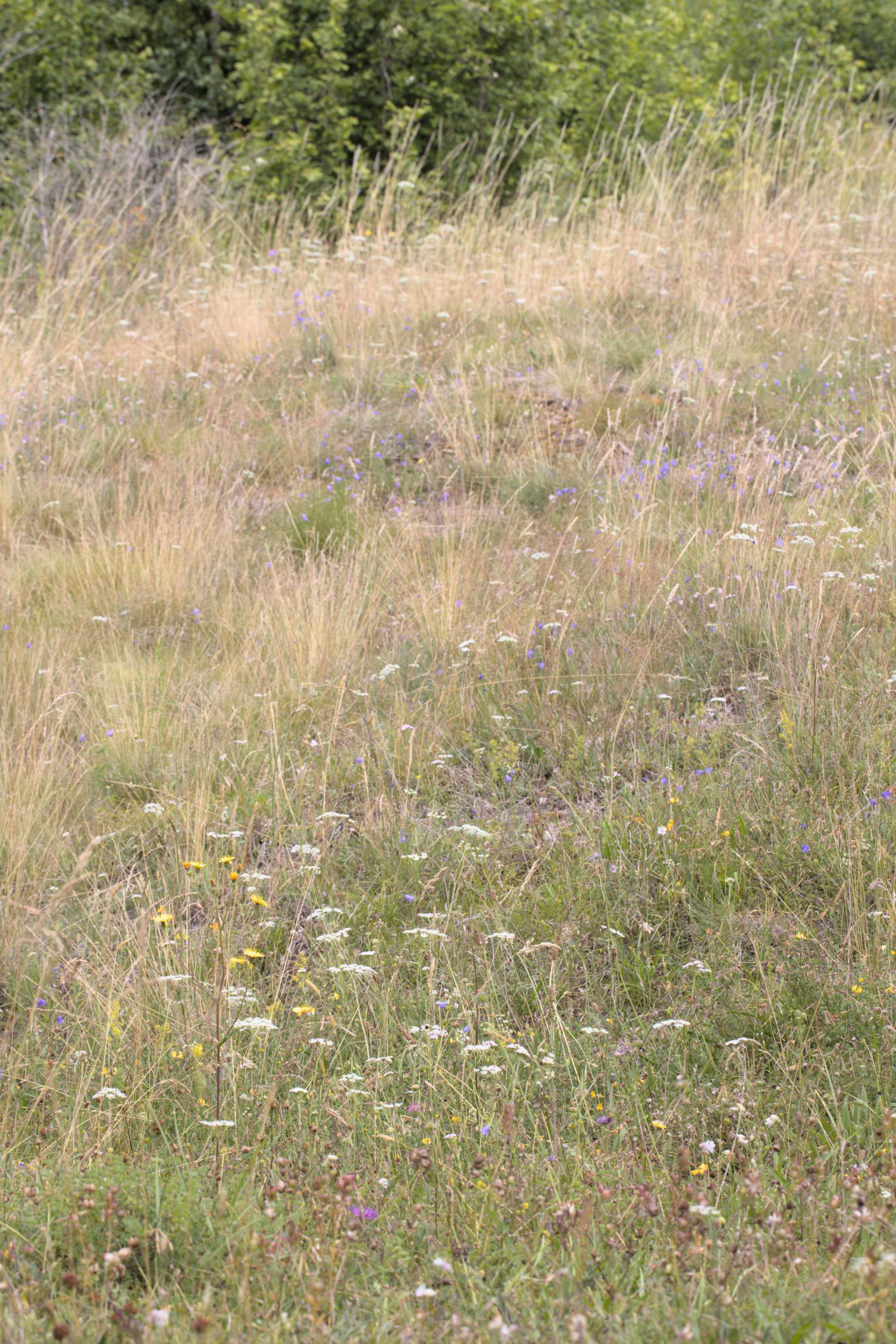 Lokation: Deutschland | Nordrhein-Westfalen | Aachen | Stolberg Kategorien: Vegetation, Datum: 31.07.2022