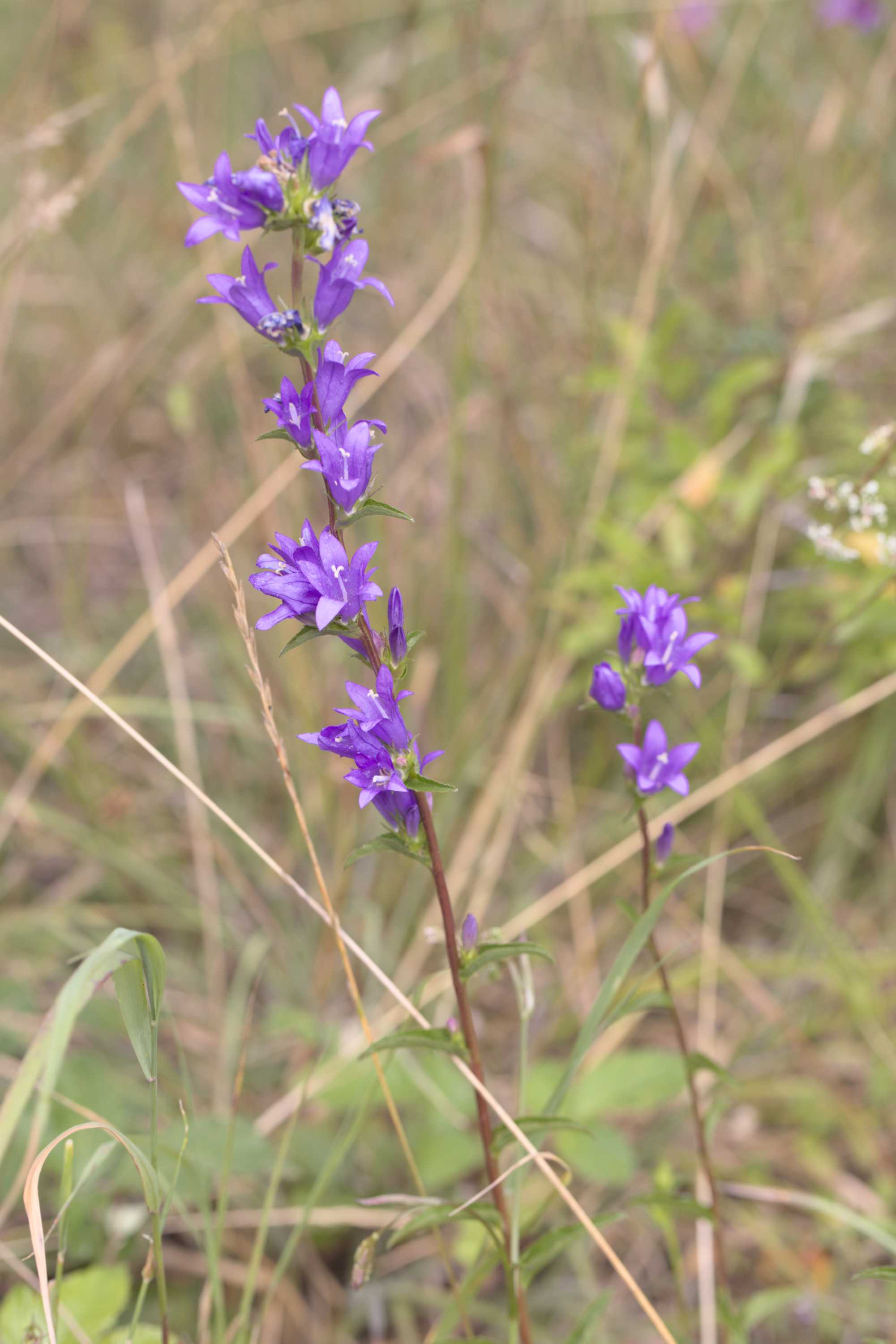 Knäuel-Glockenblume (Campanula glomerata), Lokation: Deutschland | Nordrhein-Westfalen | Aachen | Stolberg Kategorien: Habitus, Familie: Campanulaceae (Glockenblumengewächse ), Datum: 31.07.2022