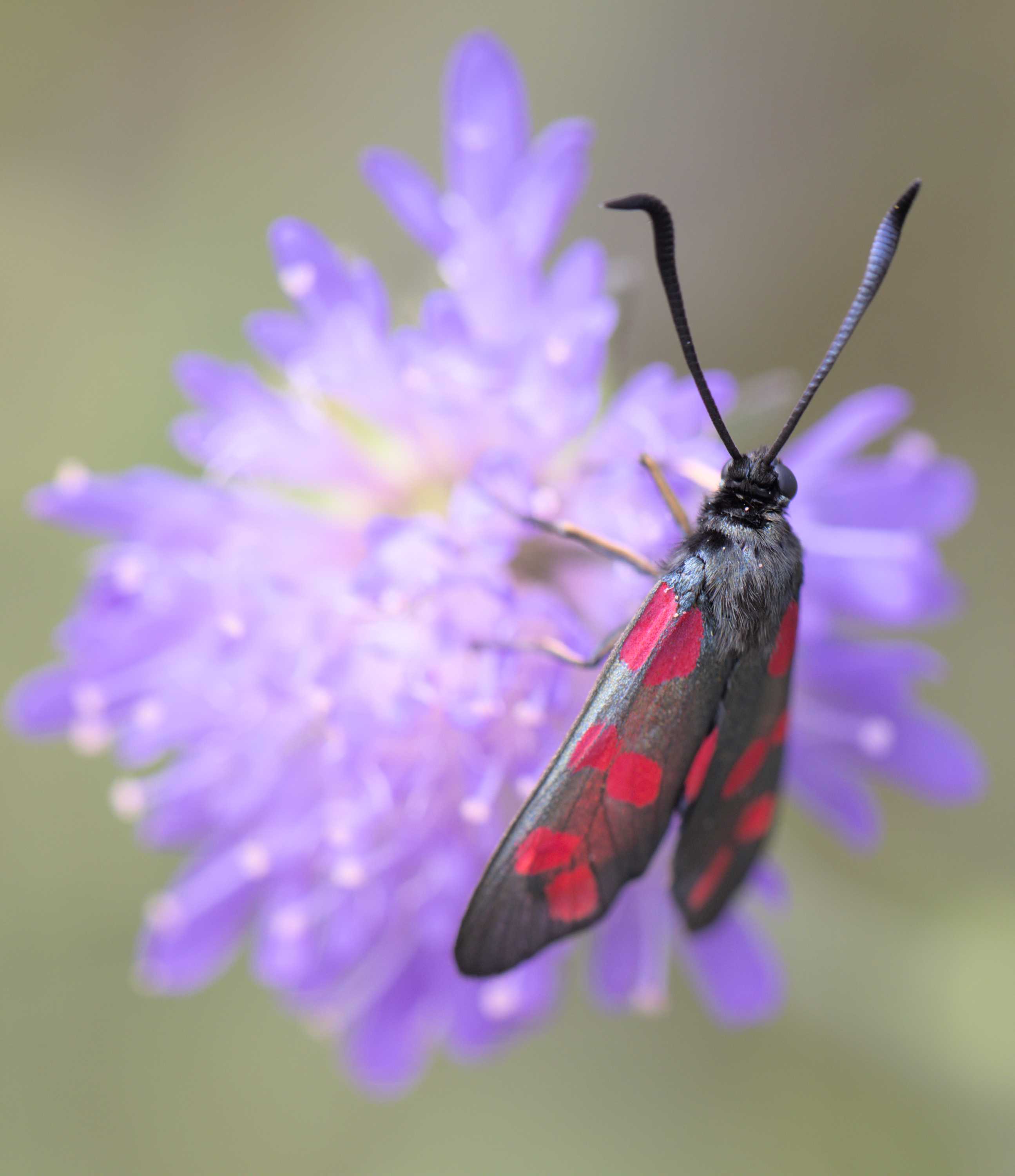 Sechsfleck-Widderchen (Zygaena filipendulae), Lokation: Deutschland | Nordrhein-Westfalen | Aachen | Stolberg Kategorien: Blüte, Familie: Zygaenidae (Blutströpfchen), Datum: 31.07.2022