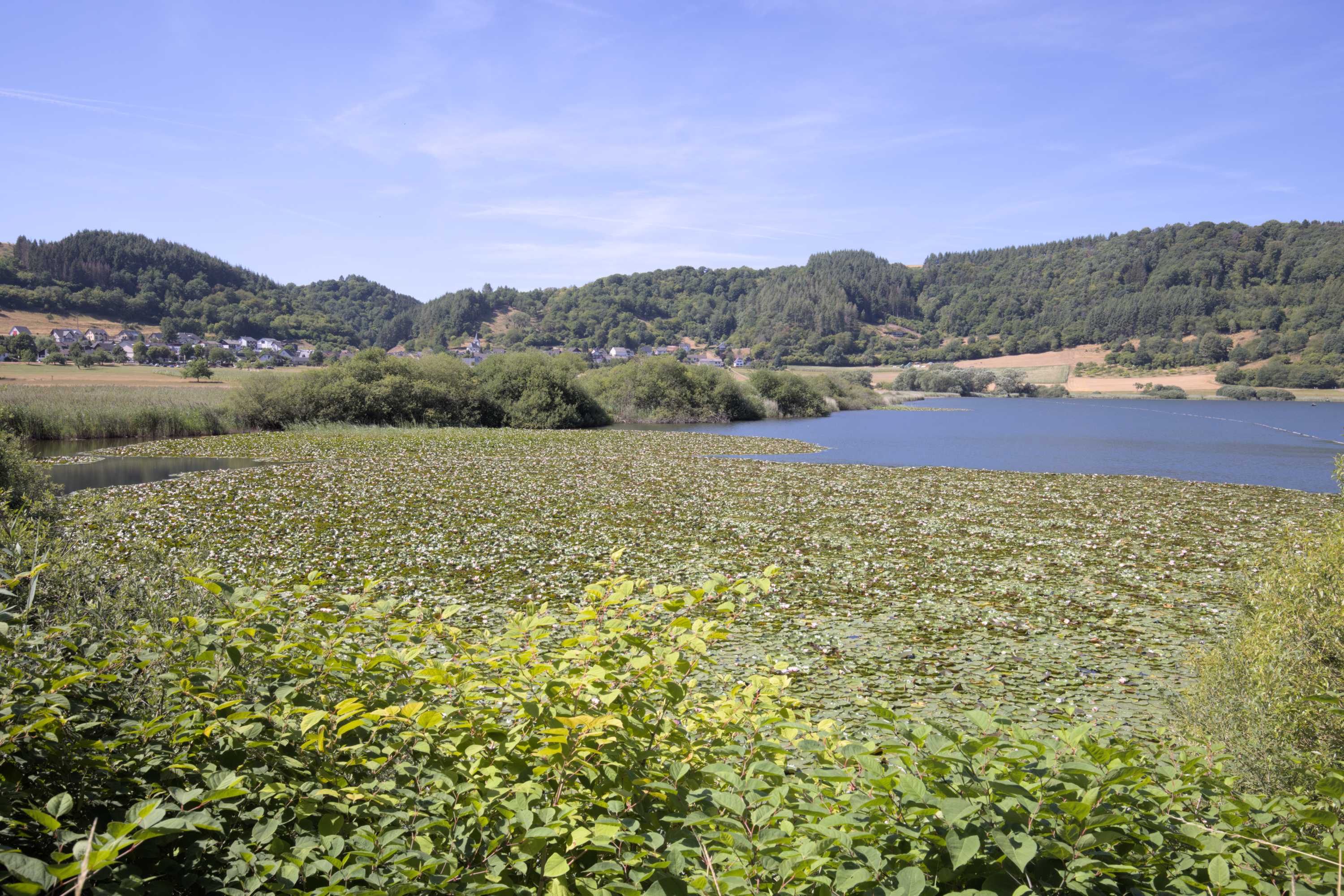 Lokation: Deutschland | Rheinland-Pfalz | Bernkastel-Wittlich | Wittlich-Land Kategorien: See, Datum: 07.08.2022