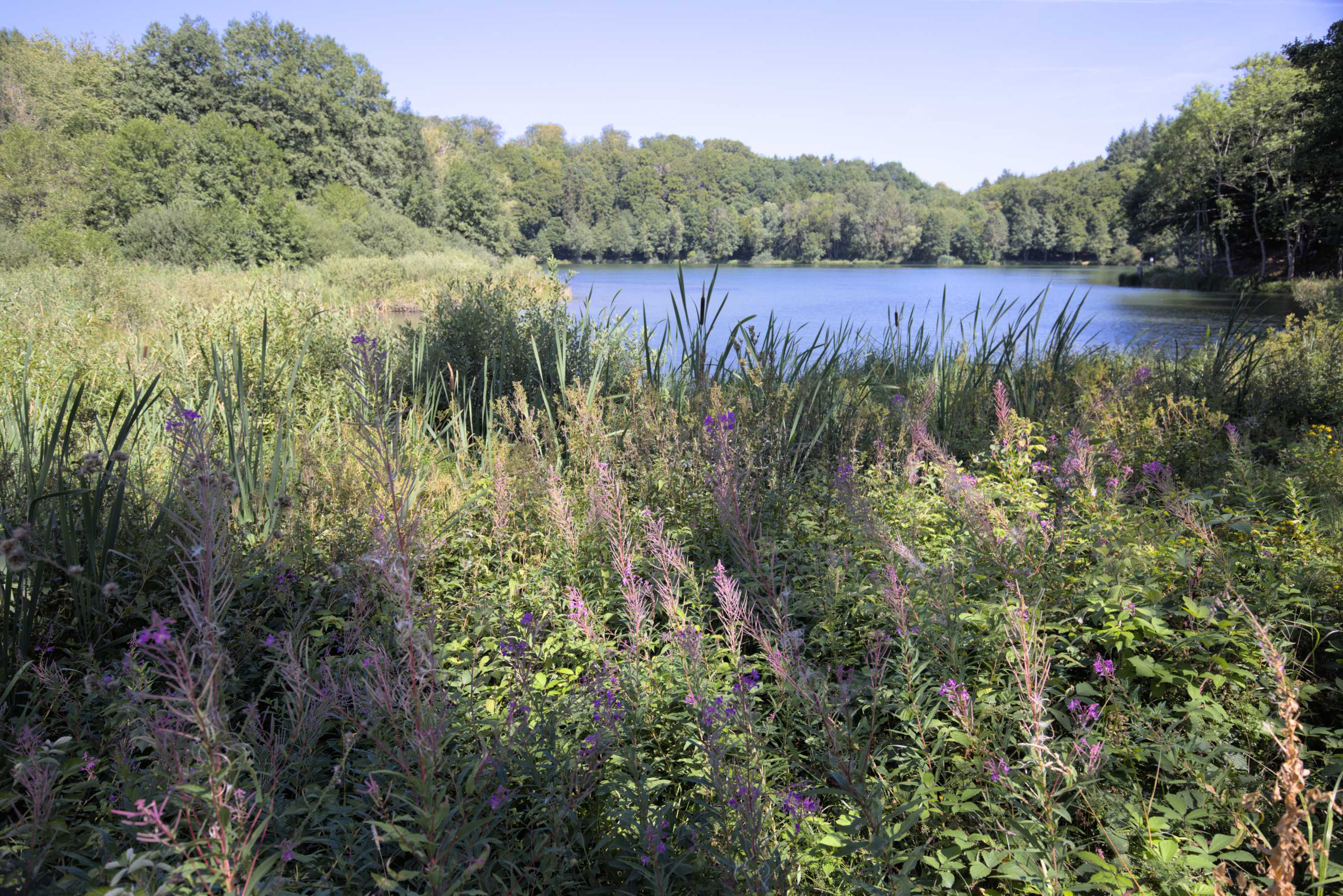 Lokation: Deutschland | Rheinland-Pfalz | Bernkastel-Wittlich | Wittlich-Land Kategorien: See, Datum: 07.08.2022