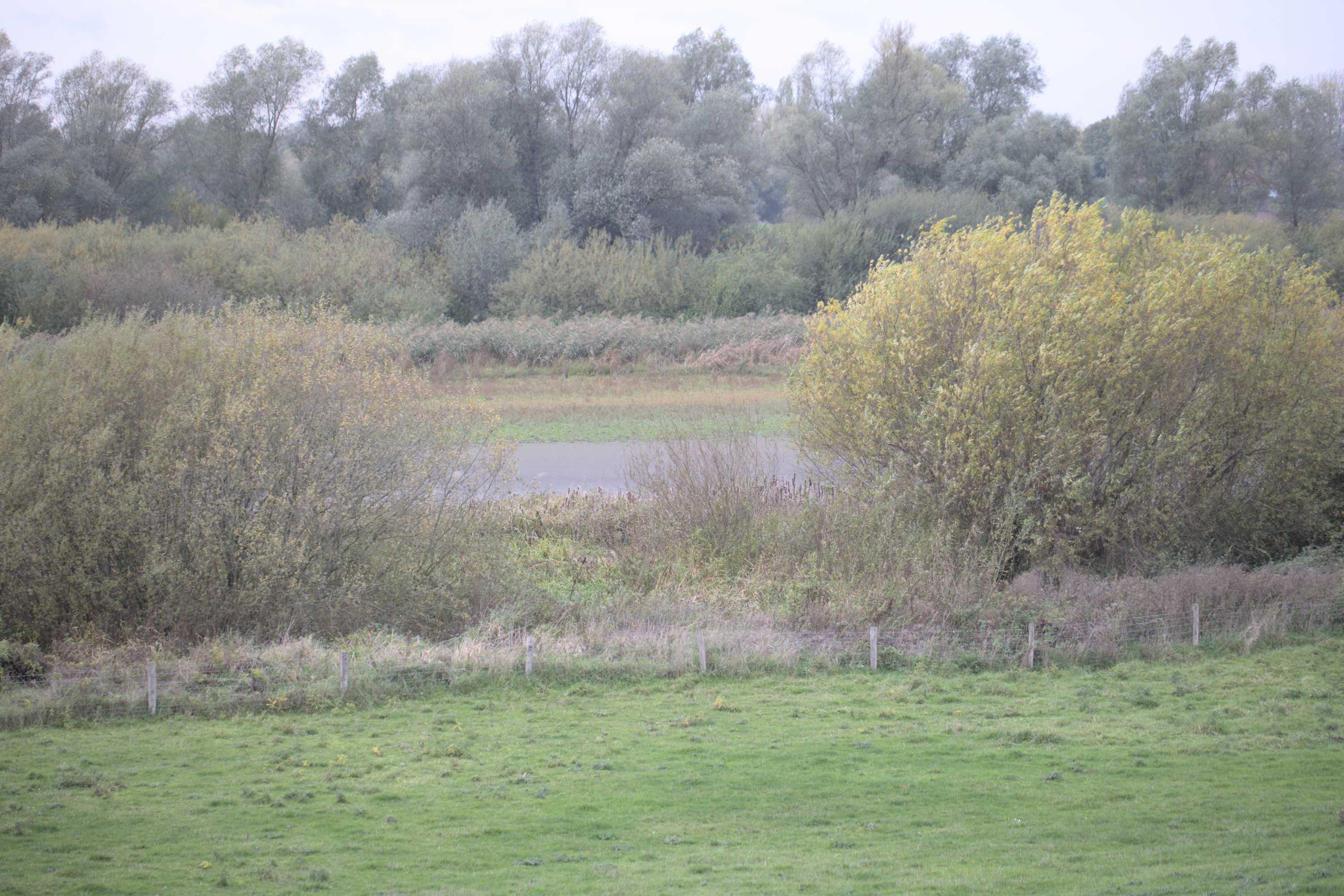 Lokation: Deutschland | Nordrhein-Westfalen | Kleve | Rees Kategorien: Altarm, Datum: 05.11.2022