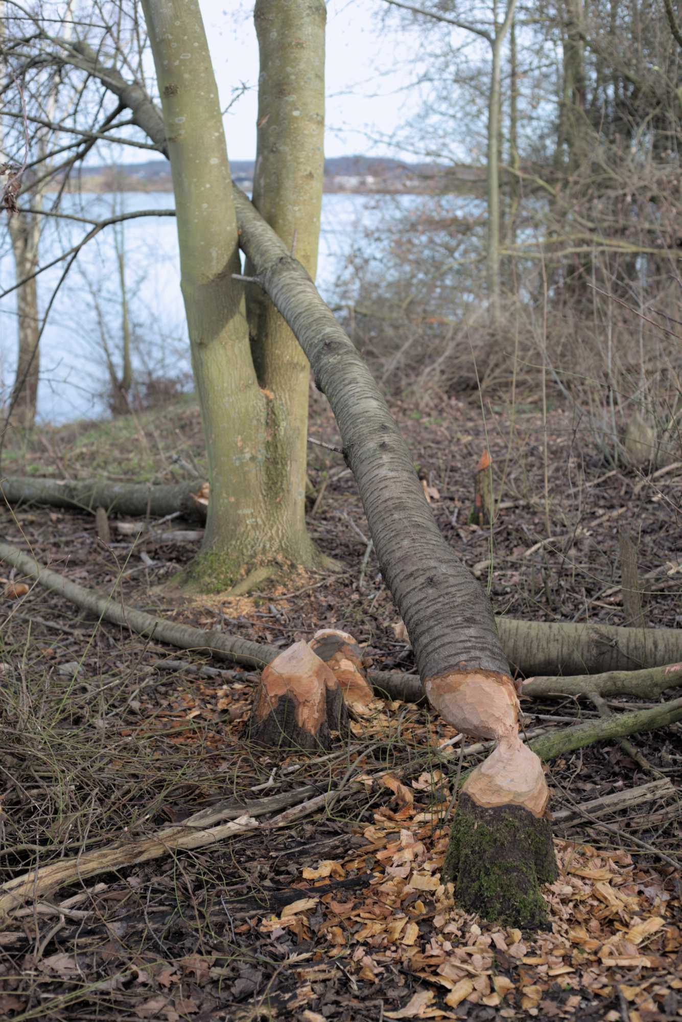 Lokation: Deutschland | Nordrhein-Westfalen | Heinsberg | Wassenberg Kategorien: Säugetiere, Datum: 01.01.2022