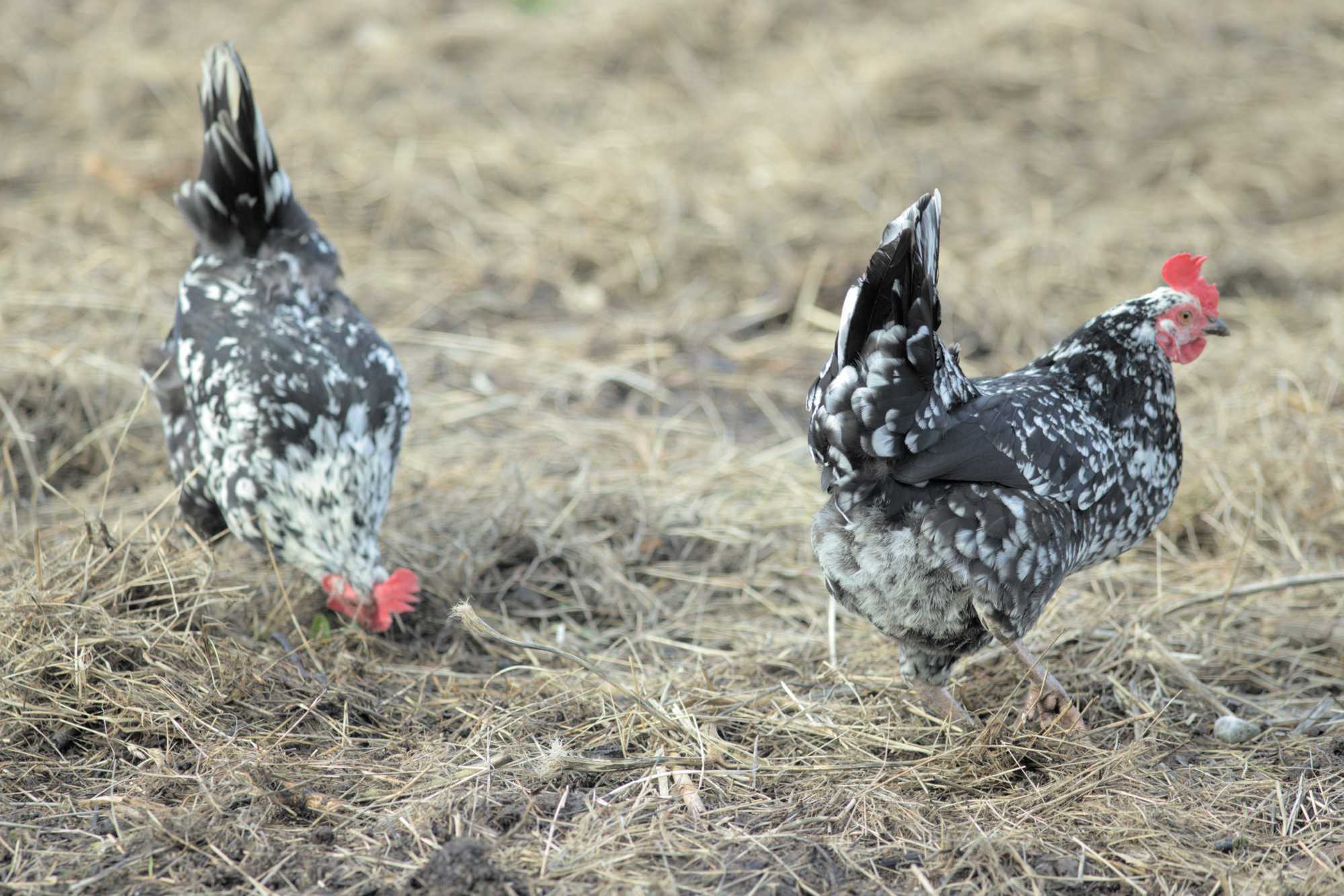 Lokation: Deutschland | Nordrhein-Westfalen | Heinsberg | Wassenberg Kategorien: Hühner, Hortus rusticus, Datum: 02.02.2022