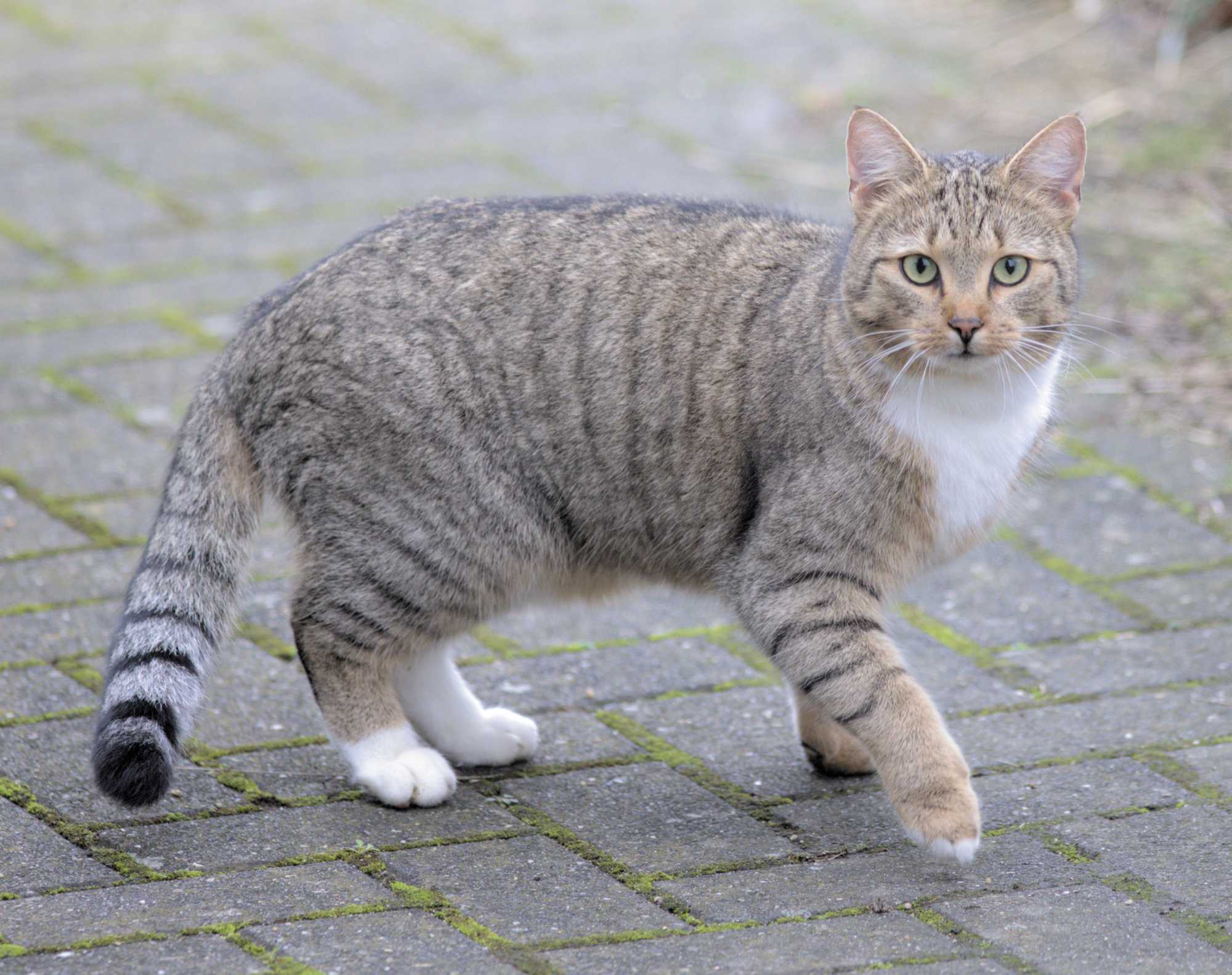 Lokation: Deutschland | Nordrhein-Westfalen | Heinsberg | Wassenberg Kategorien: Katzen, Hortus rusticus, Datum: 04.02.2022
