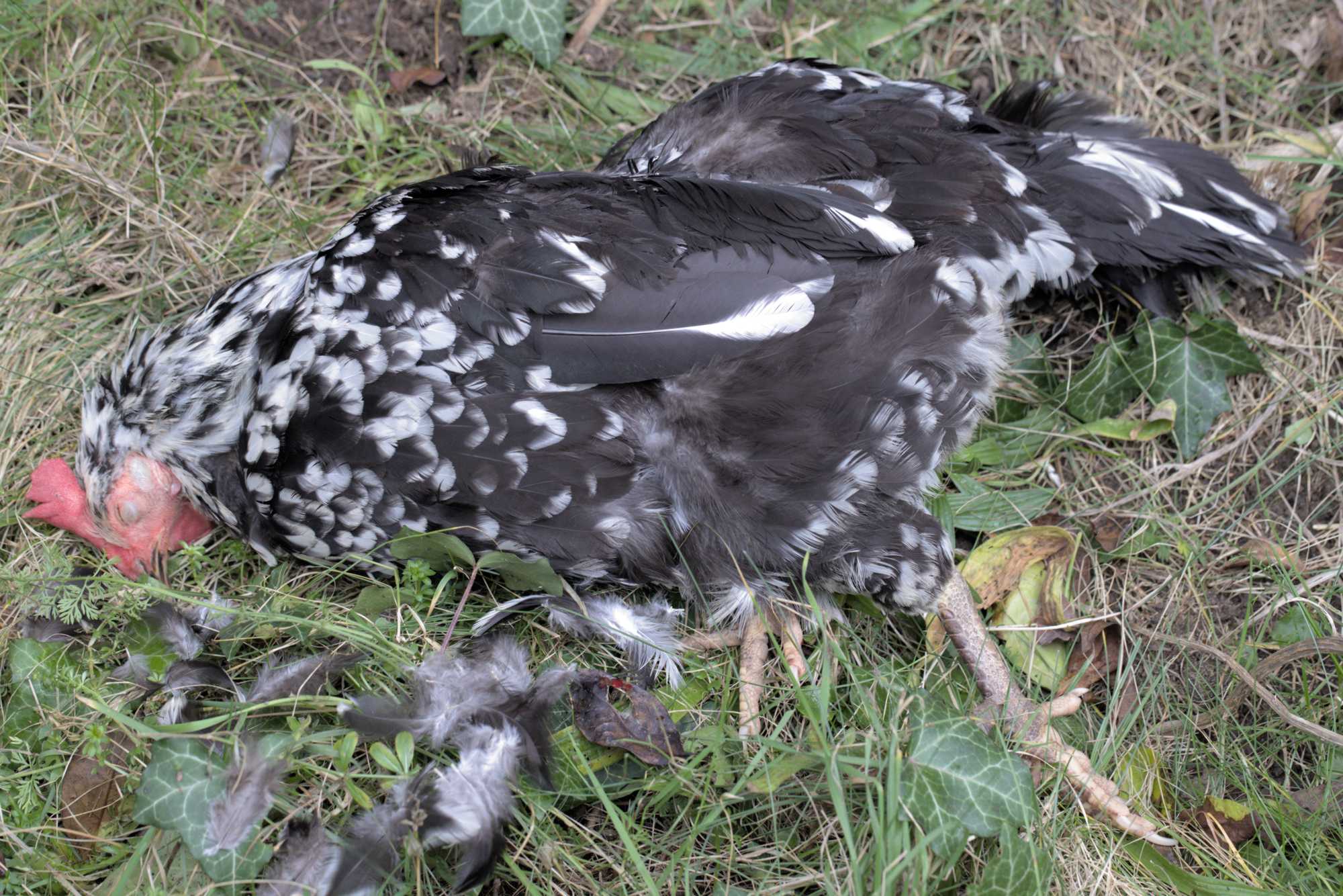 Lokation: Deutschland | Nordrhein-Westfalen | Heinsberg | Wassenberg Kategorien: Hühner, Hortus rusticus, Datum: 04.02.2022