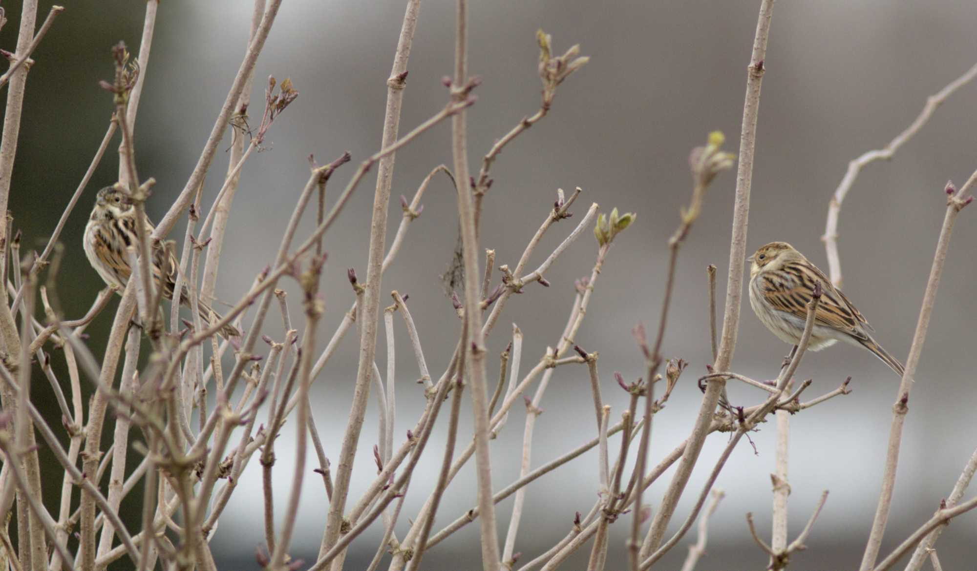 Lokation: Deutschland | Nordrhein-Westfalen | Heinsberg | Wassenberg Kategorien: Vögel, Hortus rusticus, Datum: 04.02.2022