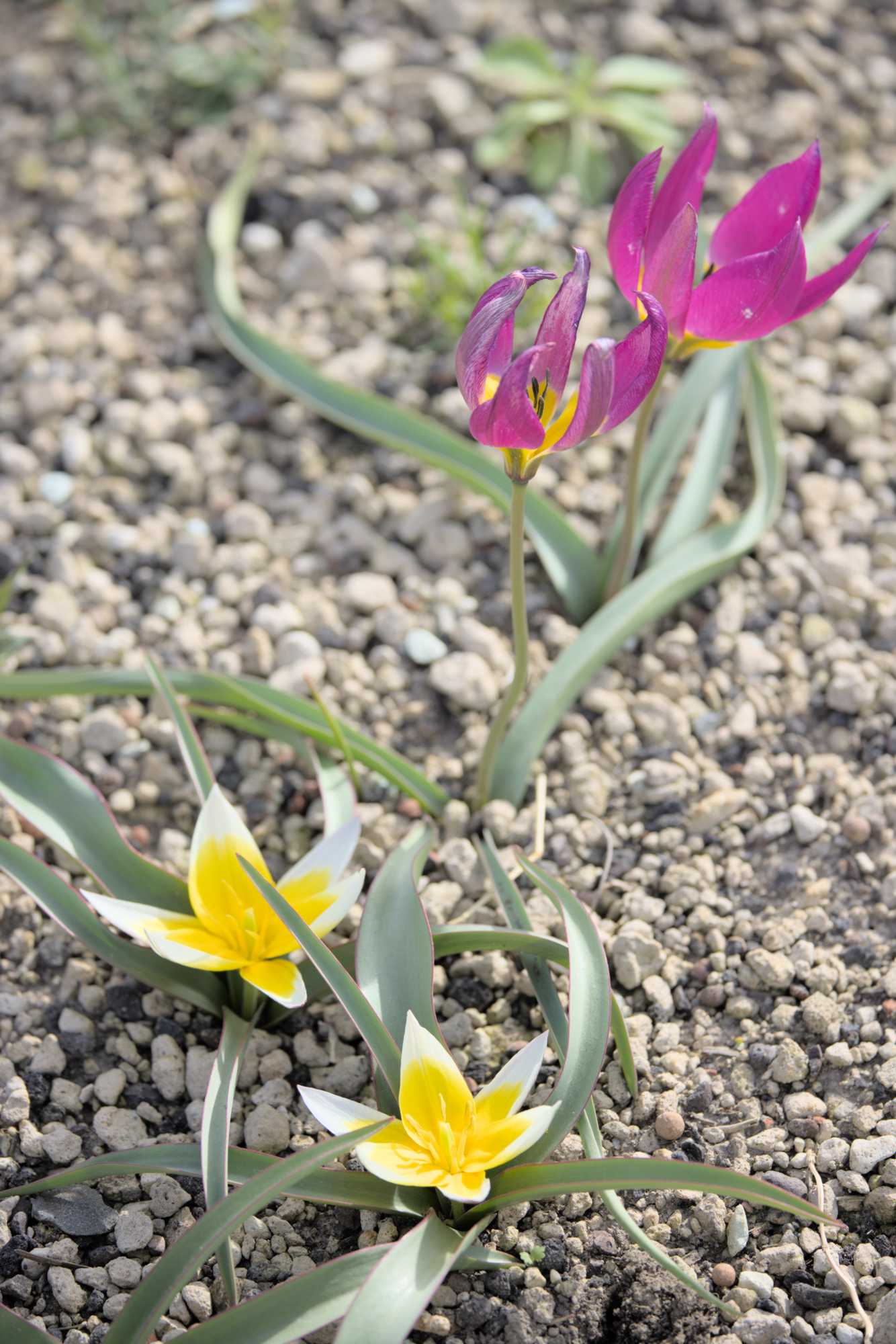 Lokation: Deutschland | Nordrhein-Westfalen | Heinsberg | Wassenberg Kategorien: Habitus, Dachbegrünung, Hortus rusticus, Datum: 12.04.2022