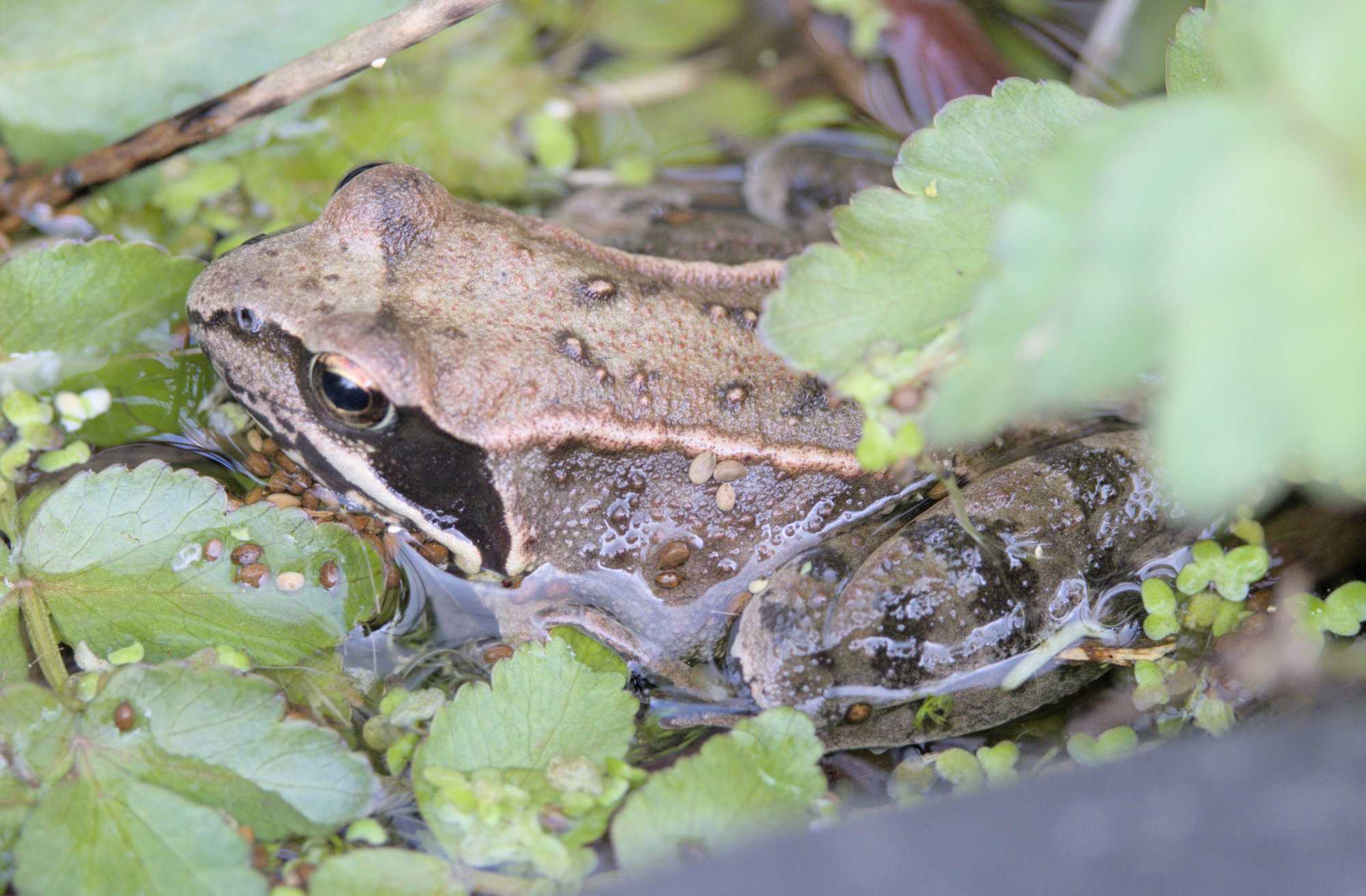 Lokation: Deutschland | Nordrhein-Westfalen | Heinsberg | Wassenberg Kategorien: Amphibien, Hortus rusticus, Datum: 14.04.2022