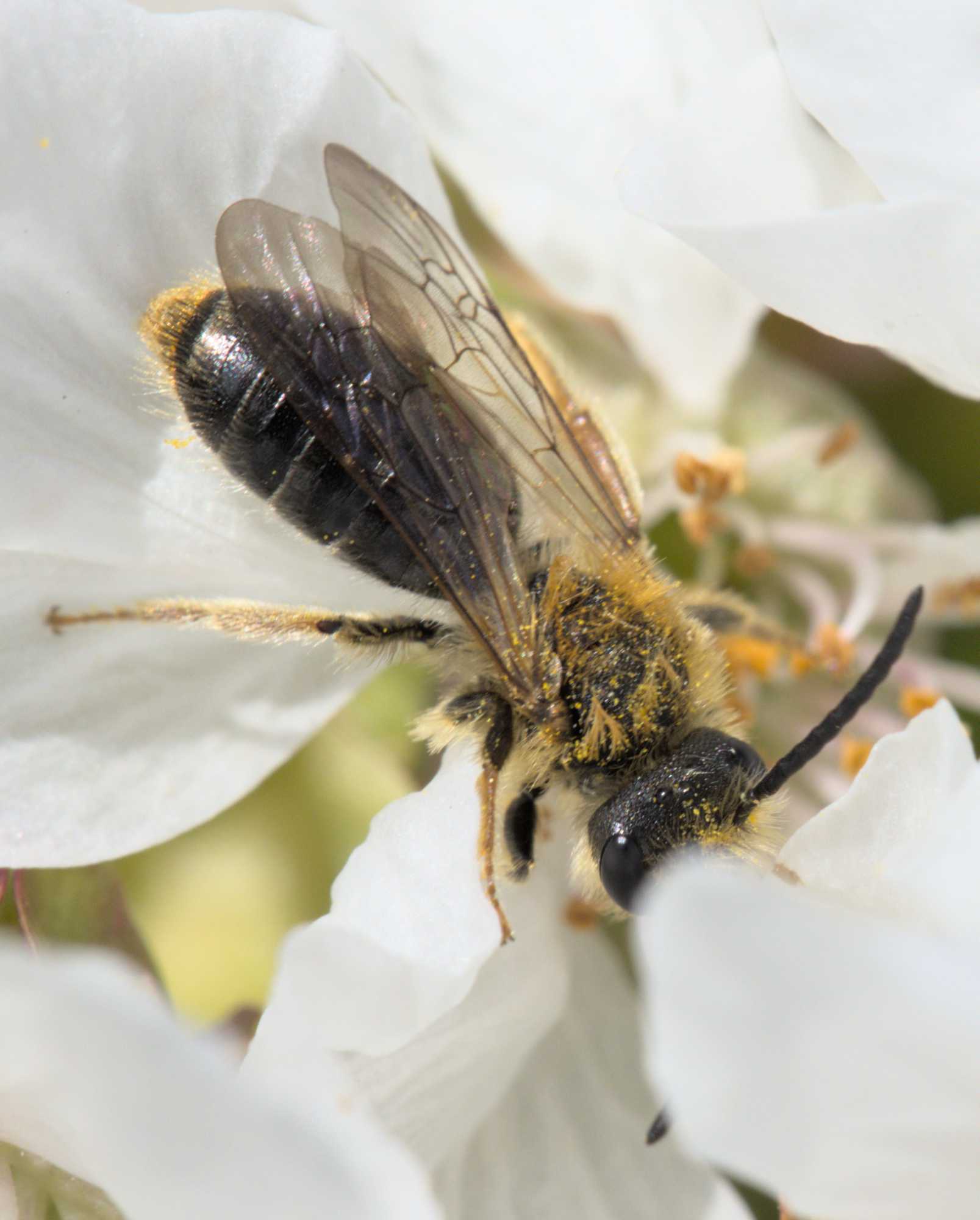 Rotschopfige Sandbiene (Andrena haemorrhoa), Lokation: Deutschland | Nordrhein-Westfalen | Heinsberg | Wassenberg Kategorien: Insekten, Hortus rusticus, Familie: Andrenidae (Sandbienen), Datum: 15.04.2022