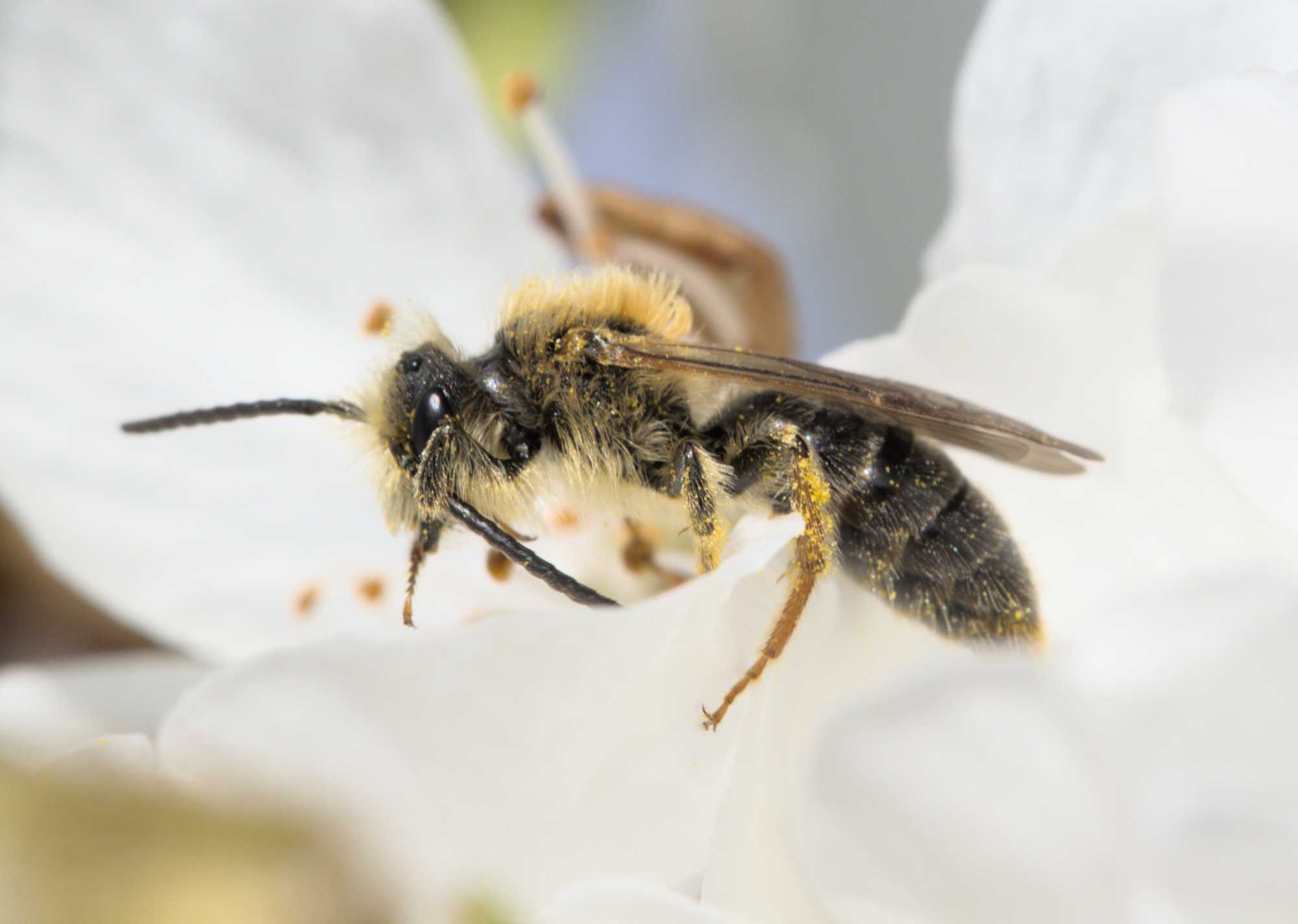 Rotschopfige Sandbiene (Andrena haemorrhoa), Lokation: Deutschland | Nordrhein-Westfalen | Heinsberg | Wassenberg Kategorien: Insekten, Hortus rusticus, Familie: Andrenidae (Sandbienen), Datum: 15.04.2022