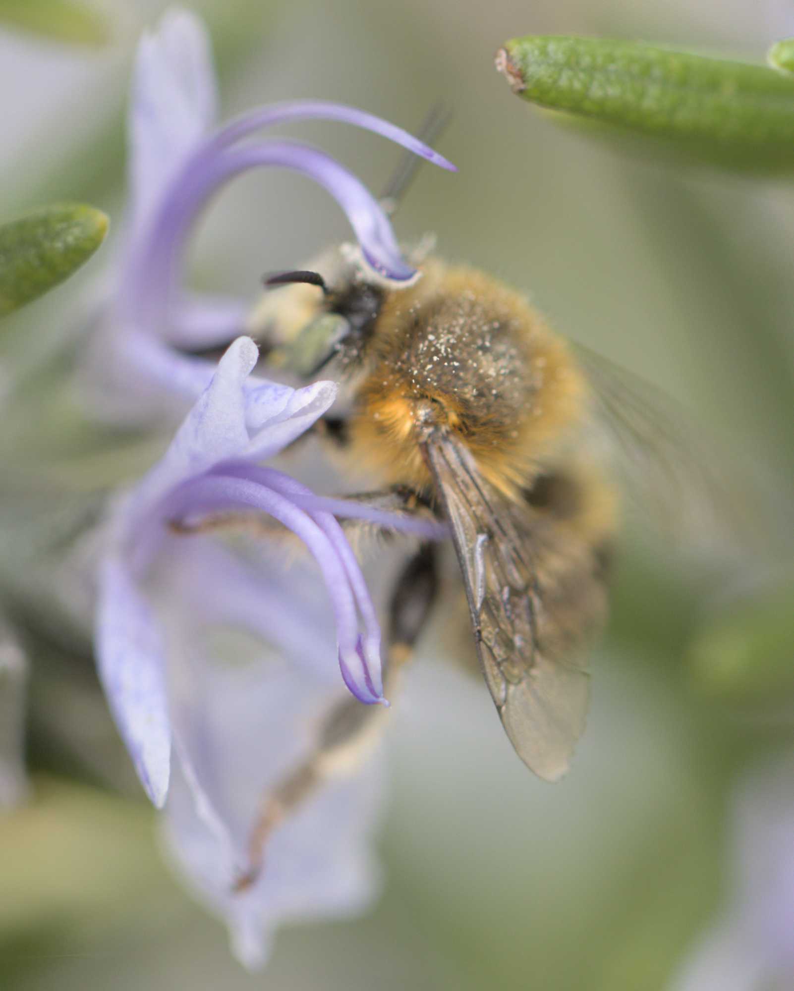 Vierfleck-Pelzbiene (Anthophora quadrimaculata), Lokation: Deutschland | Nordrhein-Westfalen | Heinsberg | Wassenberg Kategorien: Insekten, Hortus rusticus, Familie: Apidae (Echte Bienen), Datum: 01.05.2022