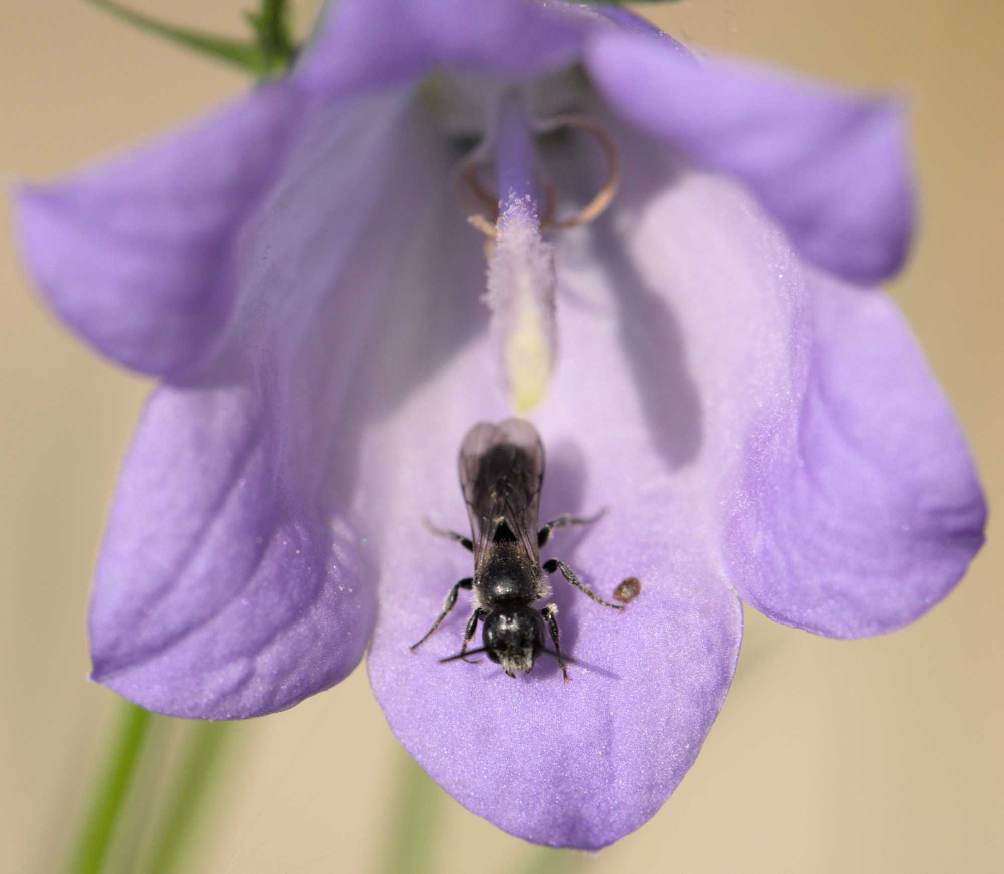 Glockenblumen-Scherenbiene (Chelostoma rapunculi), Lokation: Deutschland | Nordrhein-Westfalen | Heinsberg | Wassenberg Kategorien: Insekten, Hortus rusticus, Familie: Megachilidae (Bauchsammlerbienen), Datum: 18.05.2022
