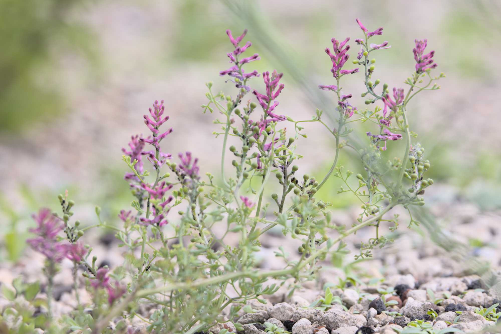 Gewöhnlicher Erdrauch (Fumaria officinalis), Lokation: Deutschland | Nordrhein-Westfalen | Heinsberg | Wassenberg Kategorien: Habitus, Dachbegrünung, Hortus rusticus, Familie: Papaveraceae (Mohngewächse ), Datum: 23.05.2022