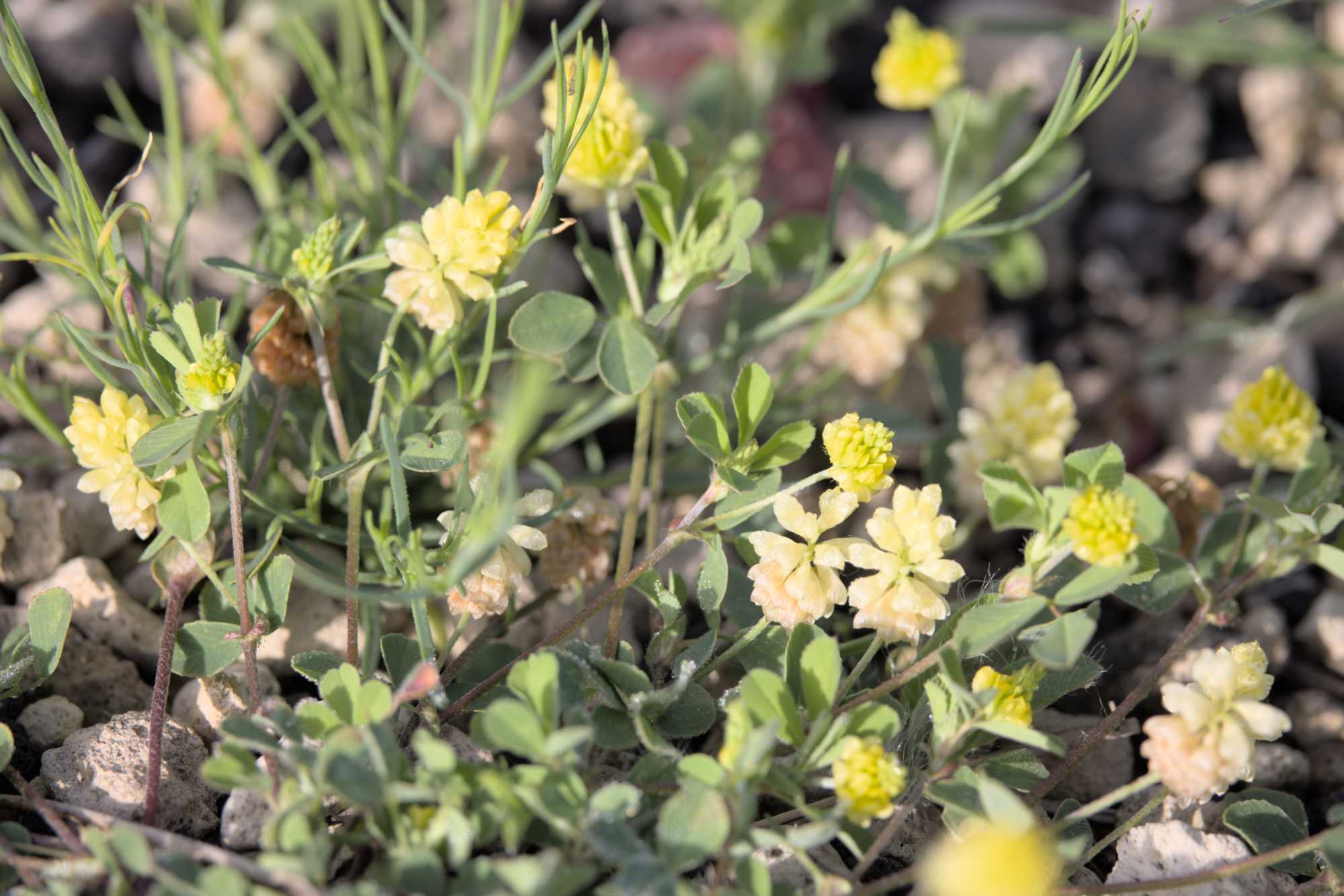 Gelber Acker-Klee (Trifolium campestre), Lokation: Deutschland | Nordrhein-Westfalen | Heinsberg | Wassenberg Kategorien: Habitus, Dachbegrünung, Hortus rusticus, Familie: Fabaceae (Schmetterlingsblütler ), Datum: 28.05.2022