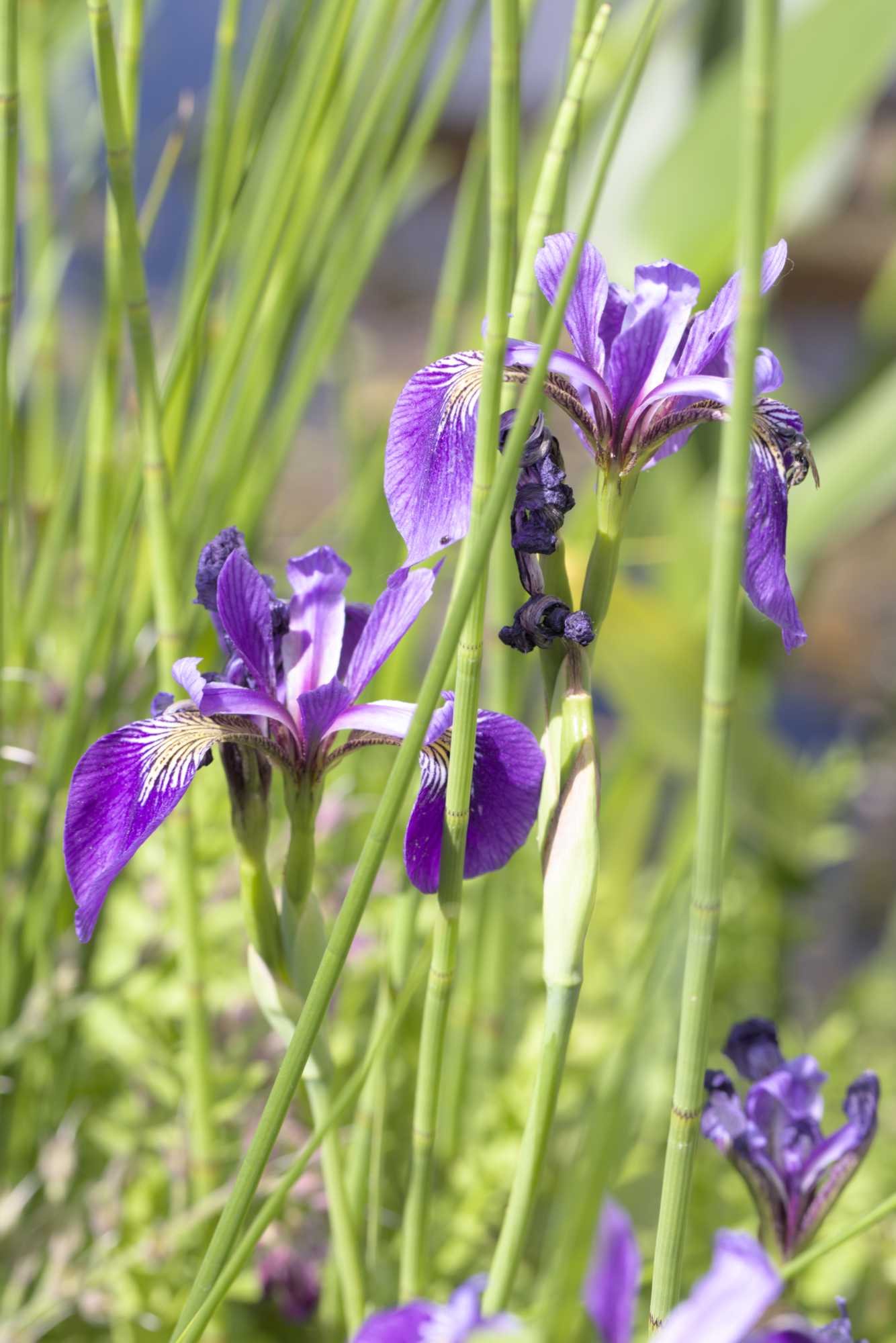 Lokation: Deutschland | Nordrhein-Westfalen | Heinsberg | Wassenberg Kategorien: Naturgarten, Buddha, Hortus rusticus, Landhausgarten, Datum: 28.05.2022