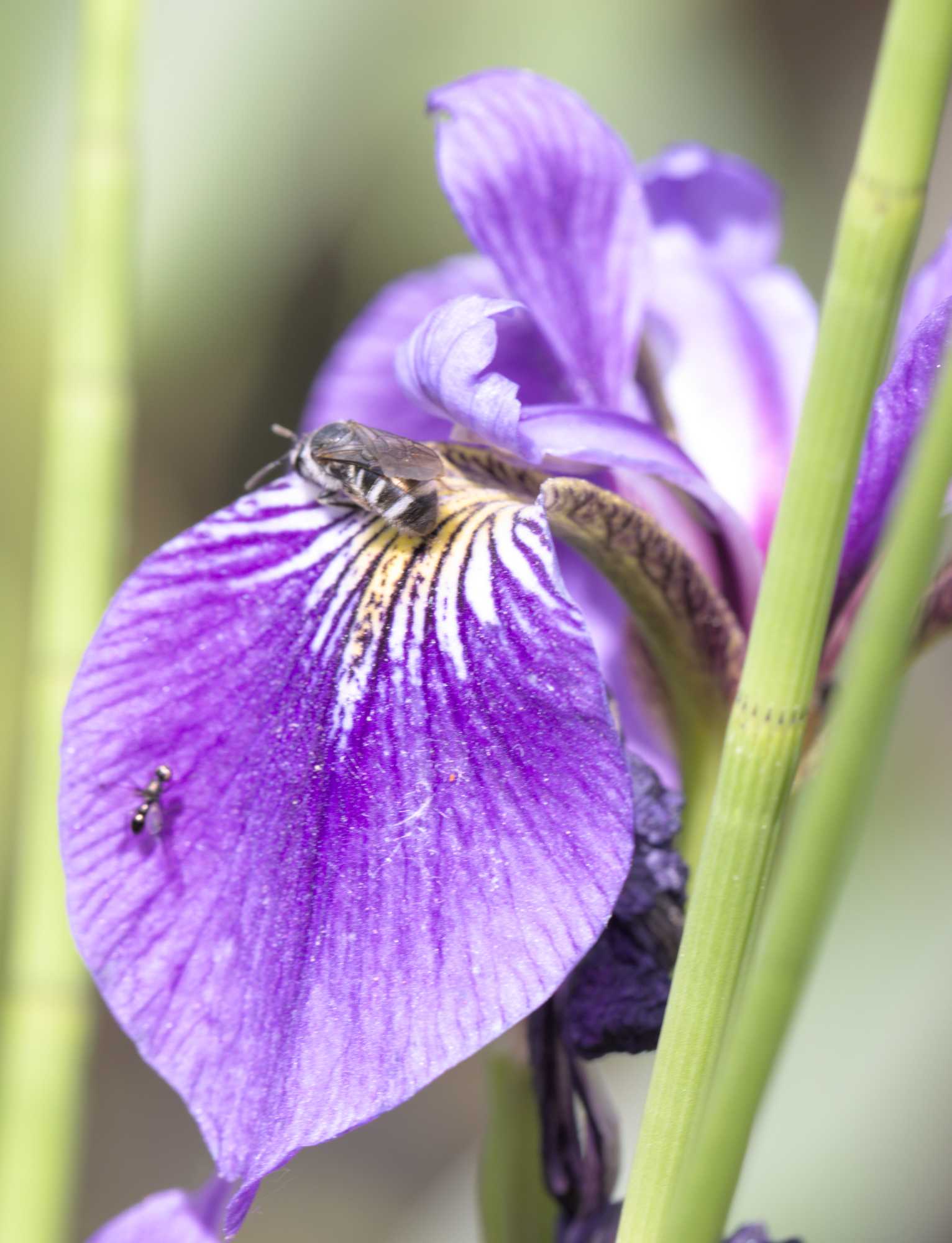 Lokation: Deutschland | Nordrhein-Westfalen | Heinsberg | Wassenberg Kategorien: Blüte, Naturgarten, Hortus rusticus, Landhausgarten, Datum: 28.05.2022