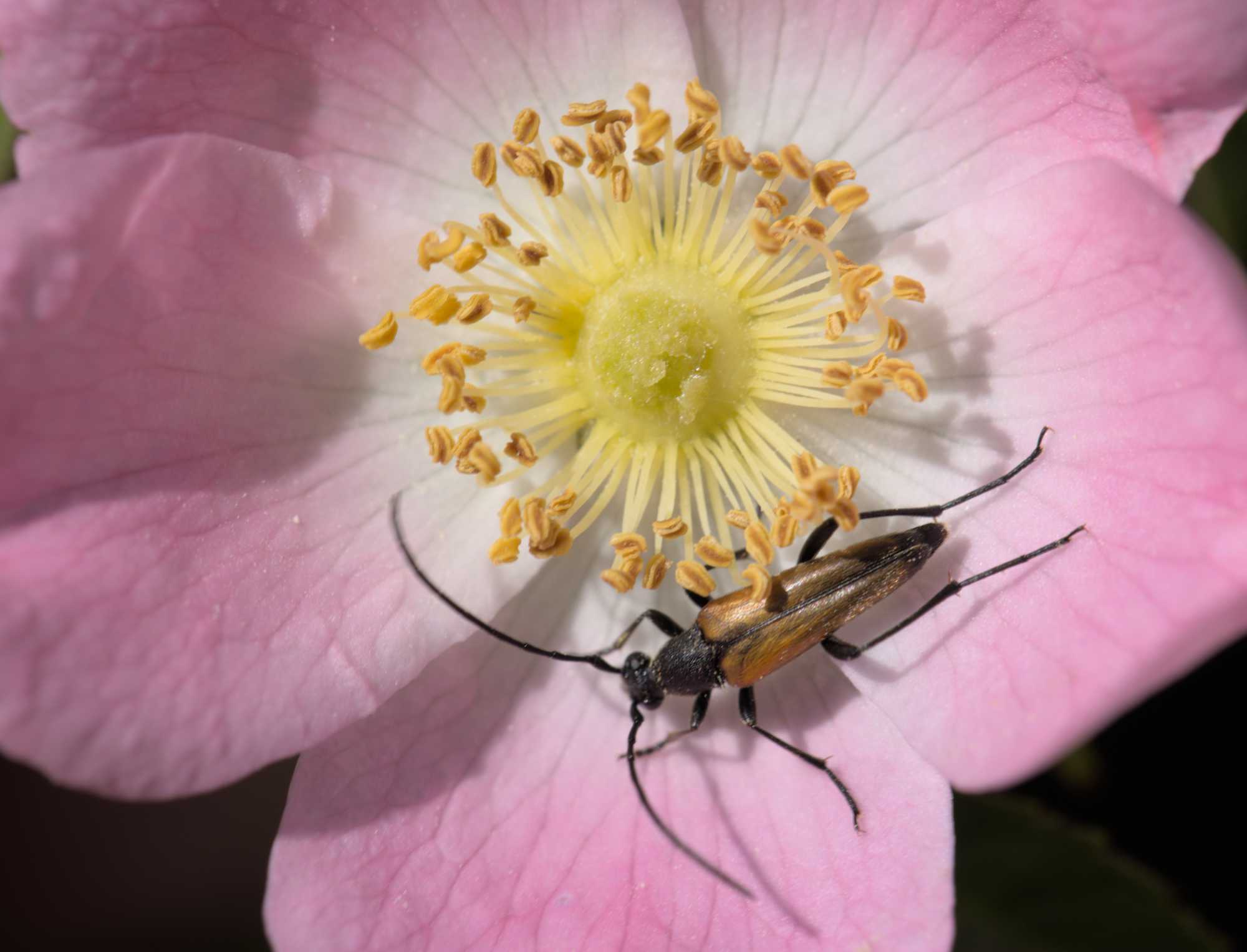 Kleiner Schmalbock (Stenurella melanura), Lokation: Deutschland | Nordrhein-Westfalen | Heinsberg | Wassenberg Kategorien: Insekten, Hortus rusticus, Familie: Cerambycidae (Bockkäfer), Datum: 28.05.2022