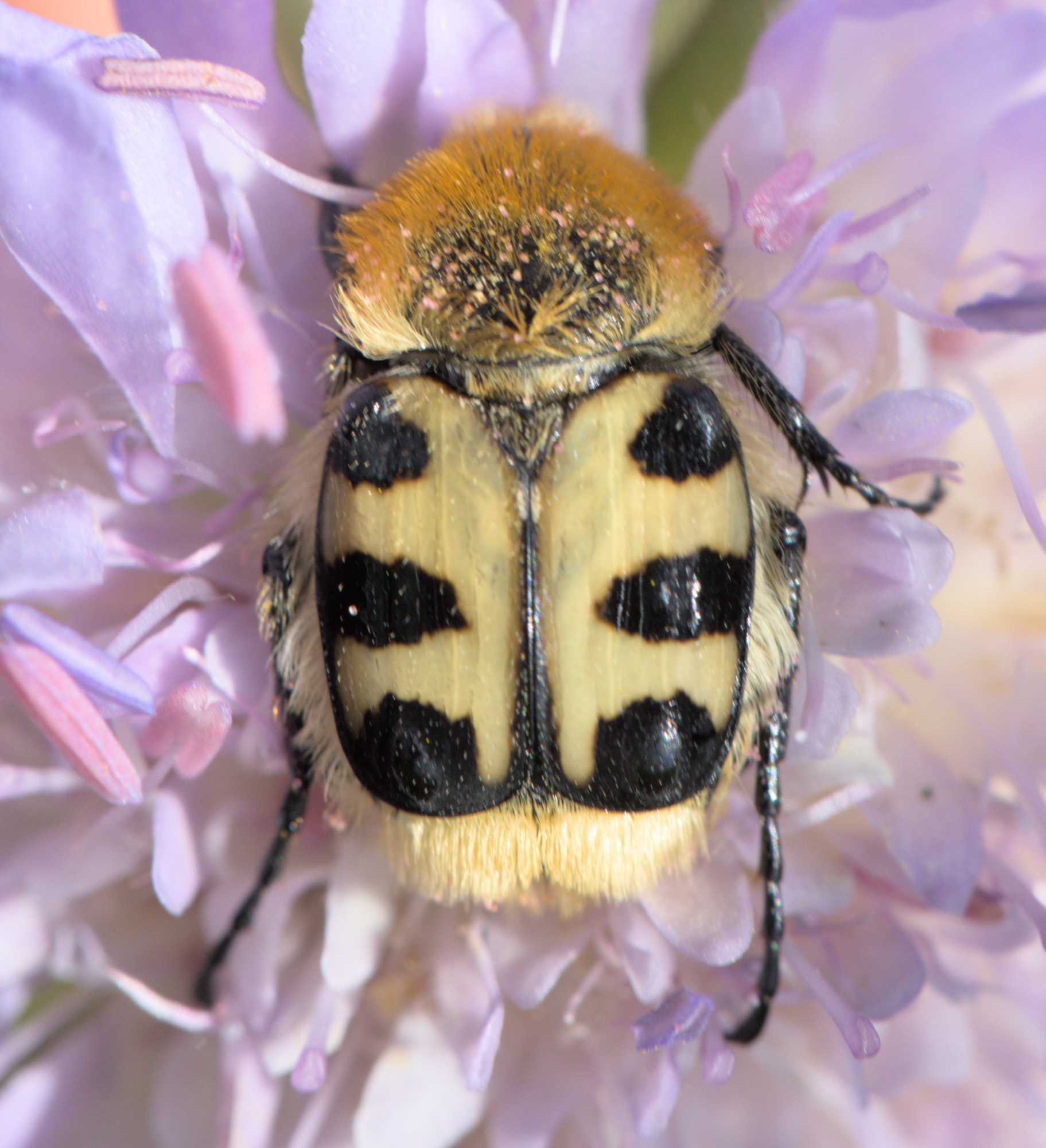 Trichius gallicus gallicus (Trichius gallicus gallicus), Lokation: Deutschland | Nordrhein-Westfalen | Heinsberg | Wassenberg Kategorien: Insekten, Hortus rusticus, Familie: Scarabaeidae (Blatthornkäfer), Datum: 28.05.2022