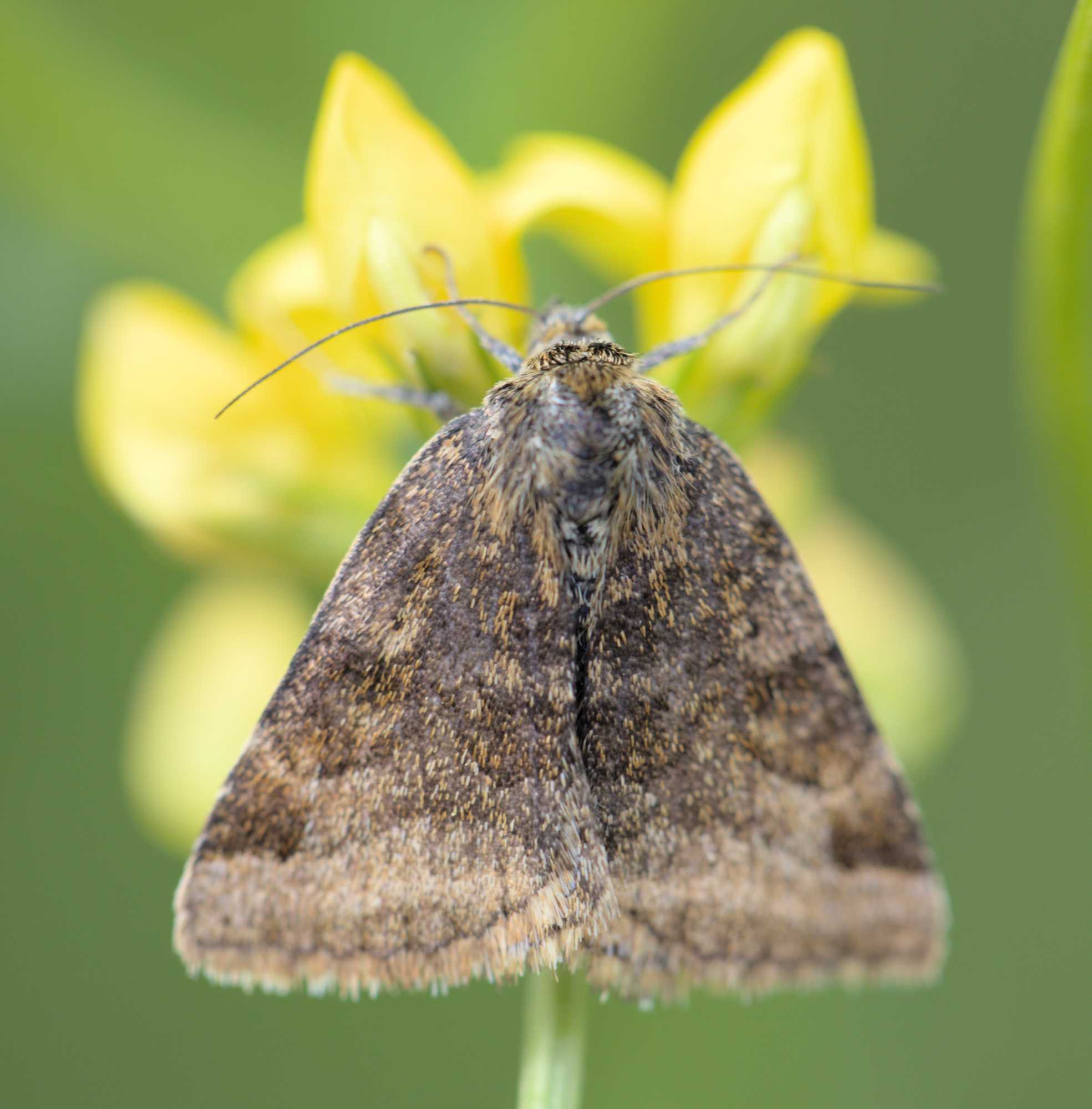 Braune Tageule (Euclidia glyphica), Lokation: Deutschland | Nordrhein-Westfalen | Heinsberg | Wassenberg Kategorien: Insekten, Hortus rusticus, Familie: Erebidae (Eulenfalter), Datum: 28.05.2022