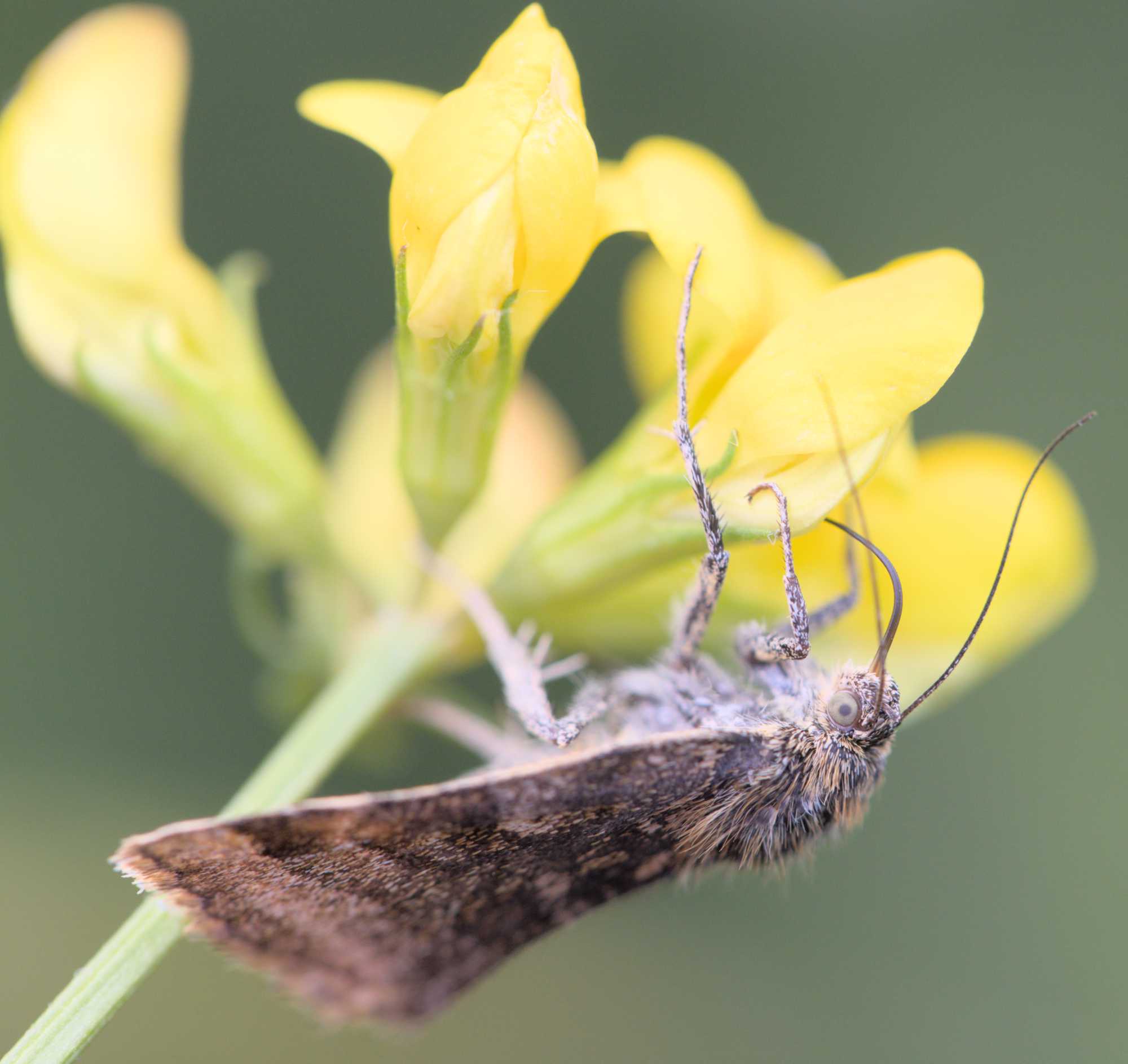 Braune Tageule (Euclidia glyphica), Lokation: Deutschland | Nordrhein-Westfalen | Heinsberg | Wassenberg Kategorien: Insekten, Hortus rusticus, Familie: Erebidae (Eulenfalter), Datum: 28.05.2022