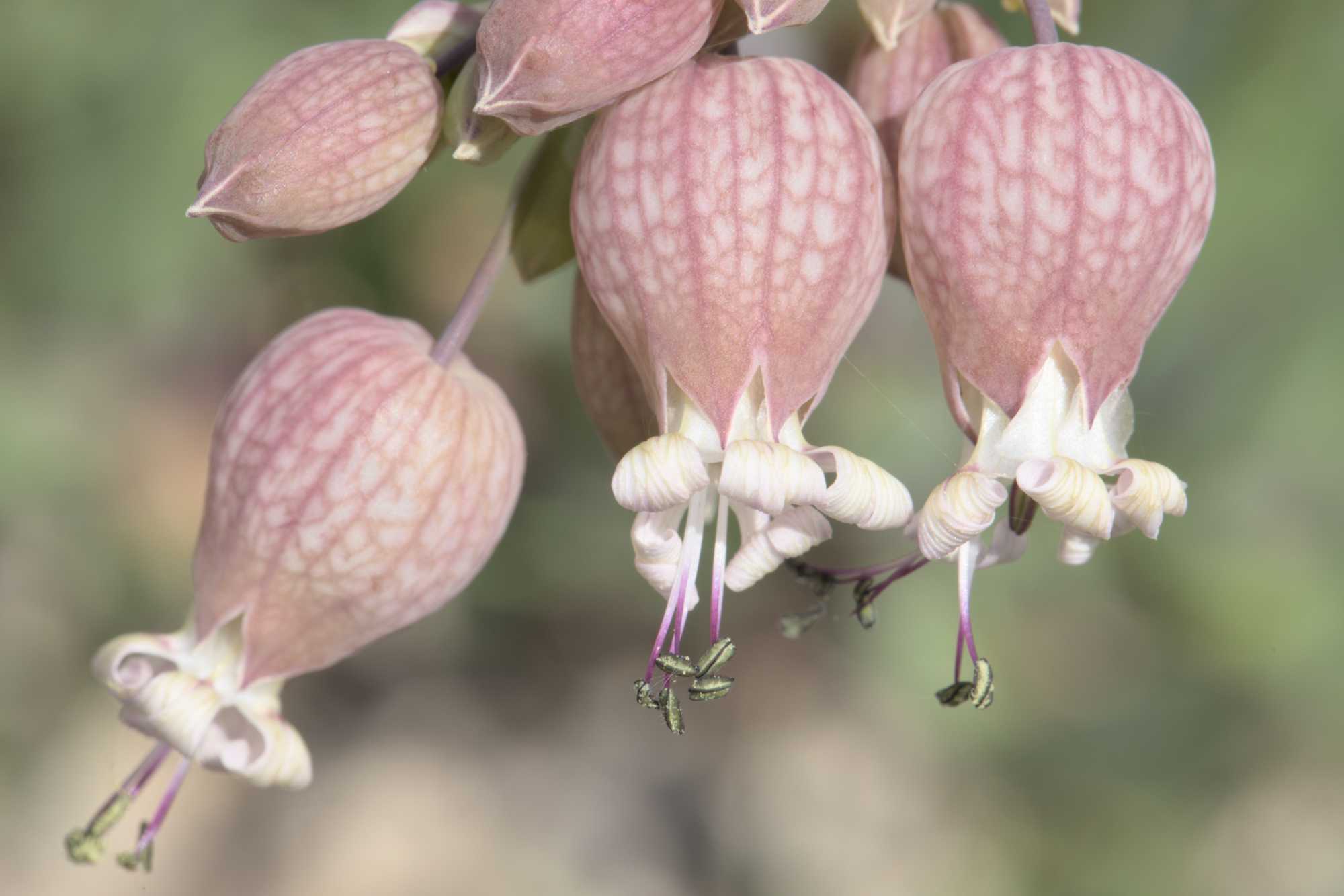 Lokation: Deutschland | Nordrhein-Westfalen | Heinsberg | Wassenberg Kategorien: Blüte, Hortus rusticus, Datum: 31.05.2022