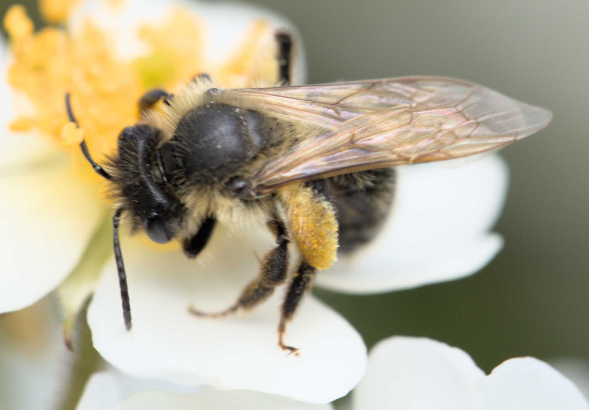 Gesellige Sandbiene (Andrena scotica), Lokation: Deutschland | Nordrhein-Westfalen | Heinsberg | Wassenberg Kategorien: Insekten, Hortus rusticus, Familie: Andrenidae (Sandbienen), Datum: 02.06.2022