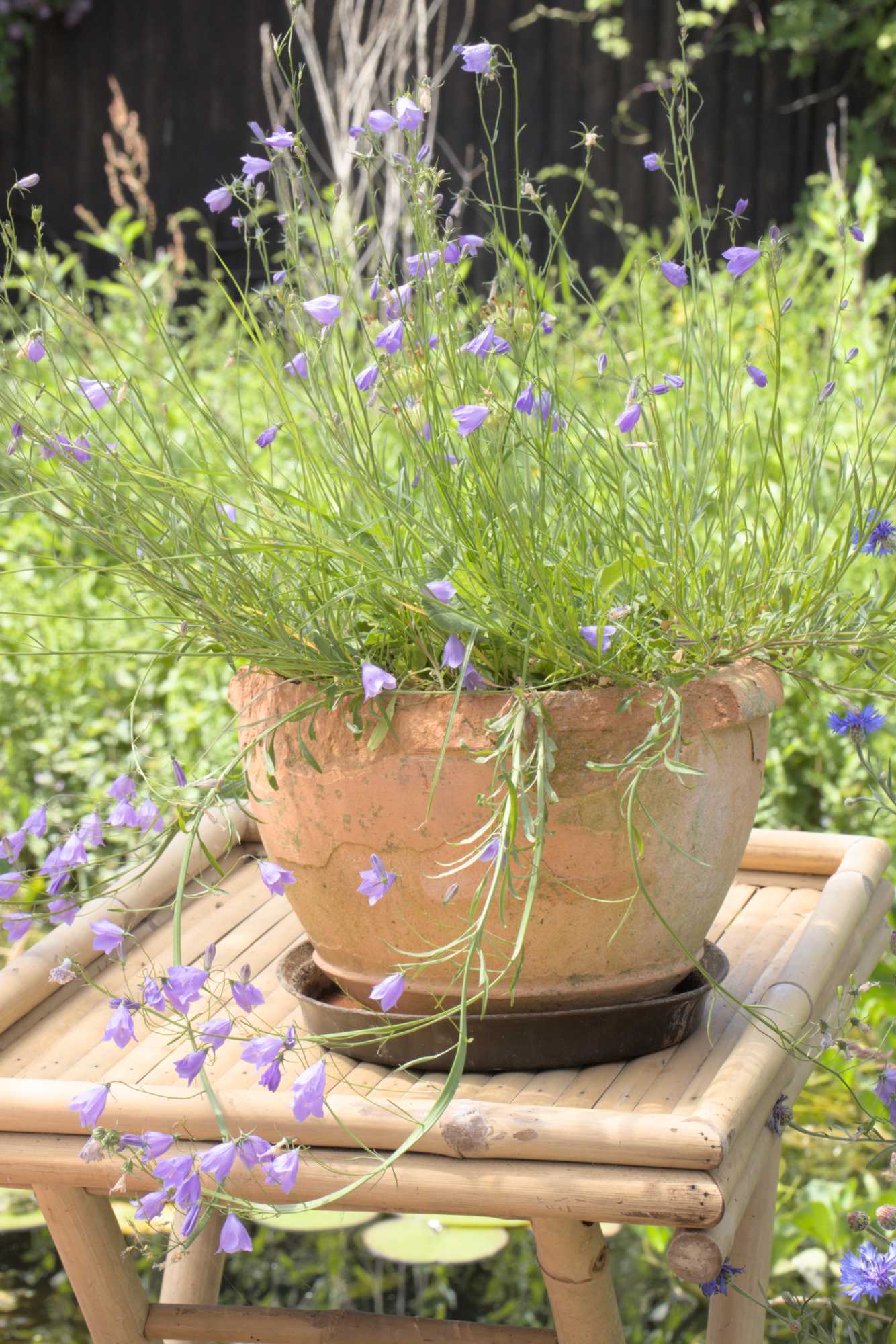 Lokation: Deutschland | Nordrhein-Westfalen | Heinsberg | Wassenberg Kategorien: Insekten, Hortus rusticus, Datum: 02.06.2022