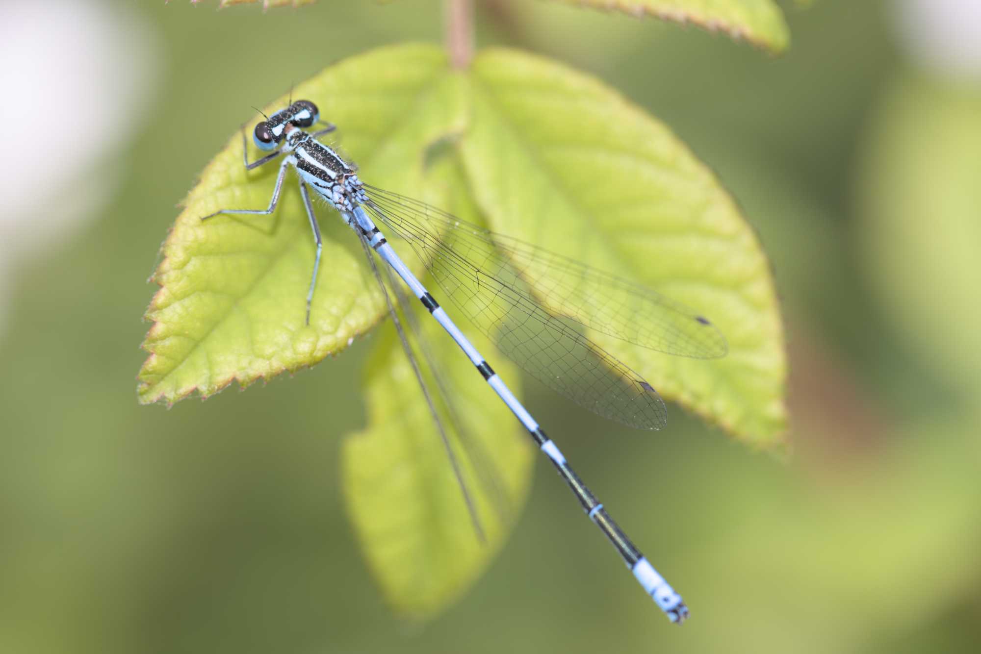 Hufeisen-Azurjungfer (Coenagrion puella), Lokation: Deutschland | Nordrhein-Westfalen | Heinsberg | Wassenberg Kategorien: Insekten, Hortus rusticus, Familie: Coenagrionidae (Schlanklibellen), Datum: 03.06.2022