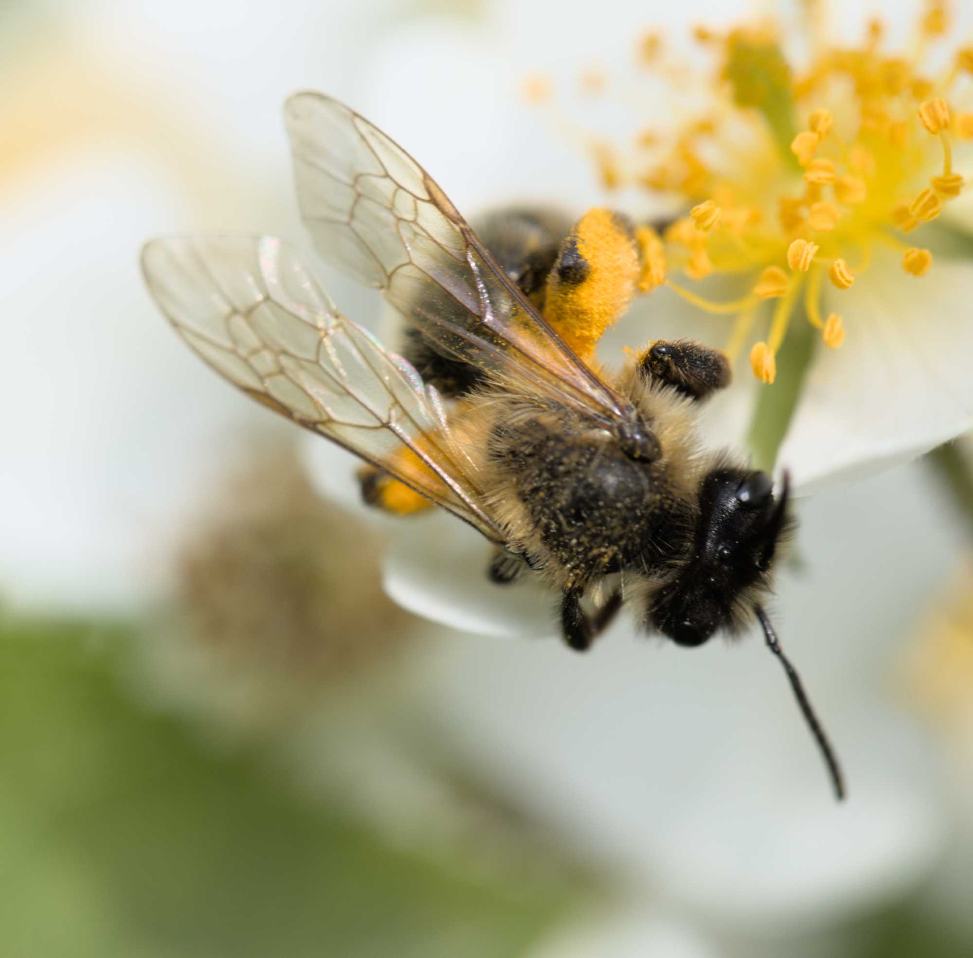 Gesellige Sandbiene (Andrena scotica), Lokation: Deutschland | Nordrhein-Westfalen | Heinsberg | Wassenberg Kategorien: Insekten, Hortus rusticus, Familie: Andrenidae (Sandbienen), Datum: 03.06.2022