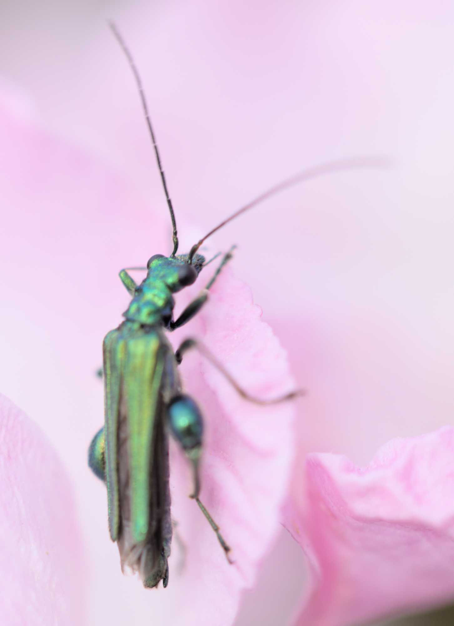 Grüner Scheinbockkäfer (Oedemera nobilis), Lokation: Deutschland | Nordrhein-Westfalen | Heinsberg | Wassenberg Kategorien: Insekten, Hortus rusticus, Familie: Oedemeridae (Engdeckenkäfer), Datum: 03.06.2022