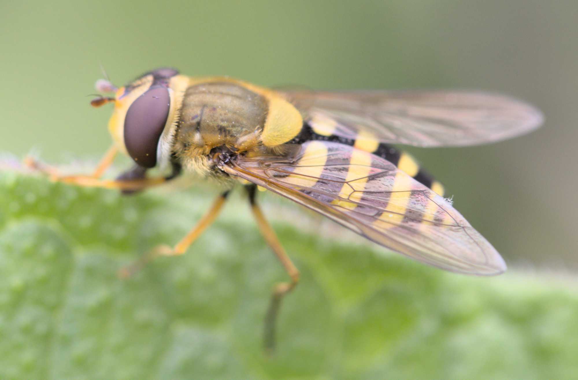 Große Schwebfliege (Syrphus ribesii), Lokation: Deutschland | Nordrhein-Westfalen | Heinsberg | Wassenberg Kategorien: Insekten, Hortus rusticus, Familie: Syrphidae (Schwebfliegen), Datum: 08.06.2022