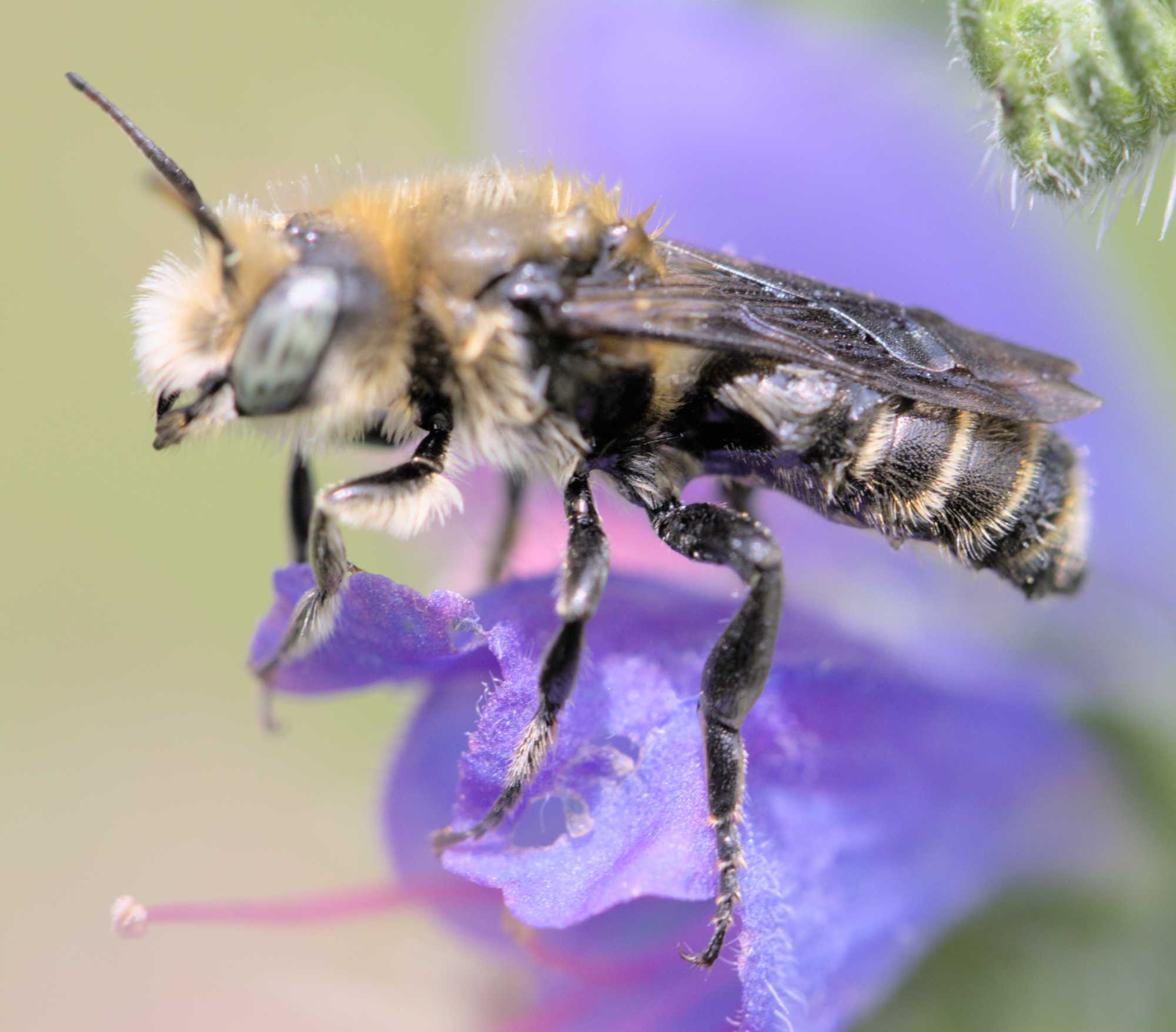 Glänzende Natternkopf-Mauerbiene (Hoplitis adunca), Lokation: Deutschland | Nordrhein-Westfalen | Heinsberg | Wassenberg Kategorien: Insekten, Hortus rusticus, Familie: Megachilidae (Bauchsammlerbienen), Datum: 09.06.2022