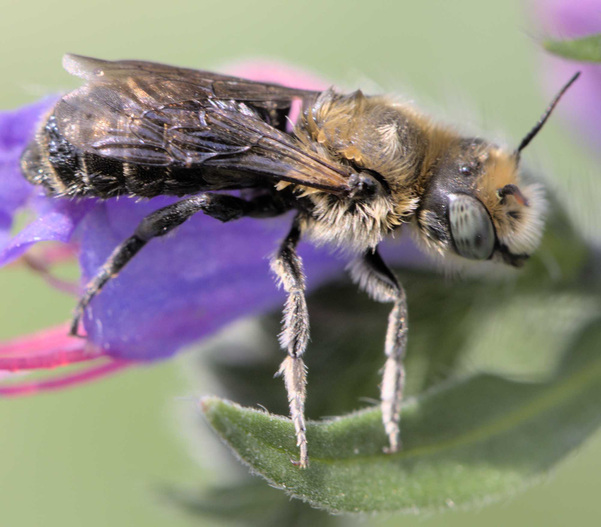 Glänzende Natternkopf-Mauerbiene (Hoplitis adunca), Lokation: Deutschland | Nordrhein-Westfalen | Heinsberg | Wassenberg Kategorien: Insekten, Hortus rusticus, Familie: Megachilidae (Bauchsammlerbienen), Datum: 09.06.2022