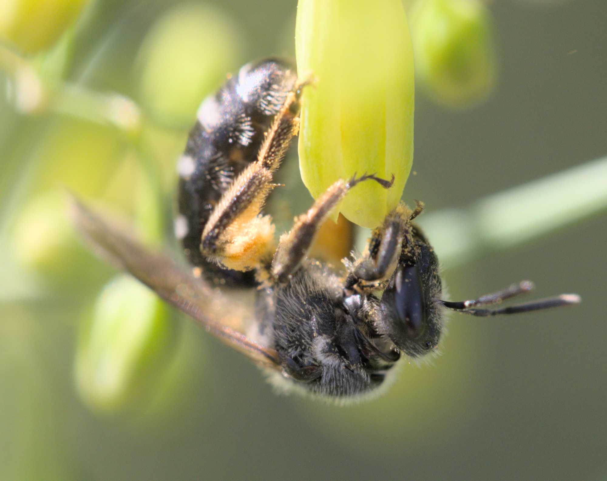 Spargel-Schmalbiene (Lasioglossum sexnotatum), Lokation: Deutschland | Nordrhein-Westfalen | Heinsberg | Wassenberg Kategorien: Insekten, Familie: Halictidae (Schmal- und Furchenbienen), Datum: 11.06.2022