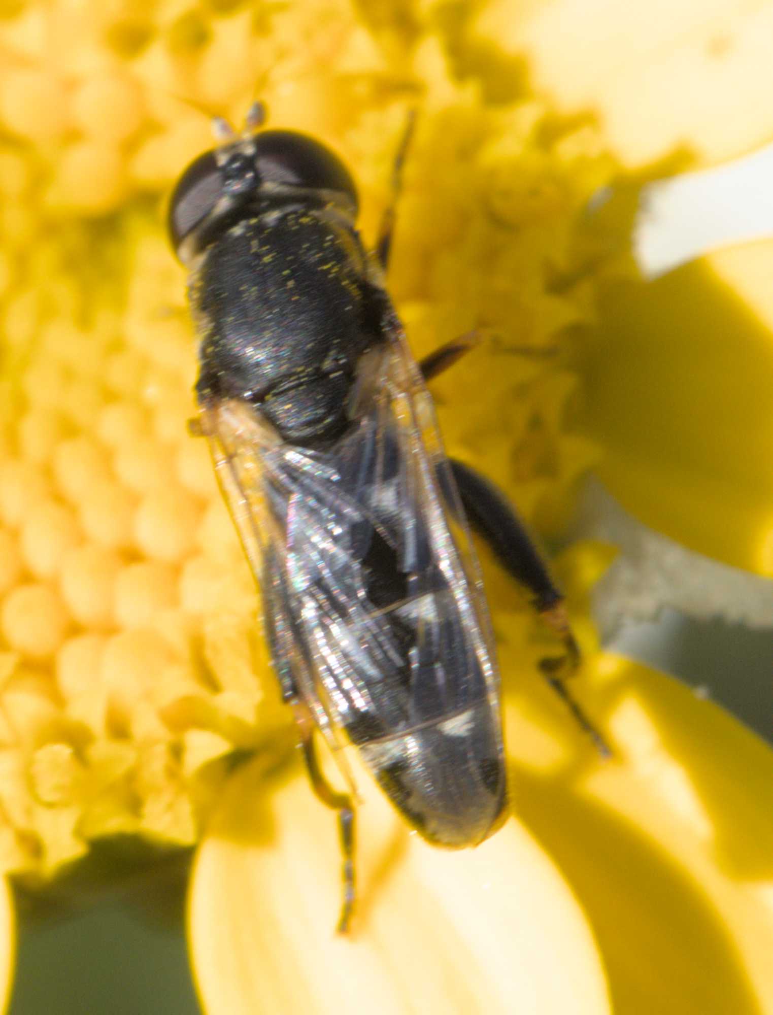 Kleine Mistbiene (Syritta pipiens), Lokation: Deutschland | Nordrhein-Westfalen | Heinsberg | Wassenberg Kategorien: Insekten, Familie: Syrphidae (Schwebfliegen), Datum: 12.06.2022