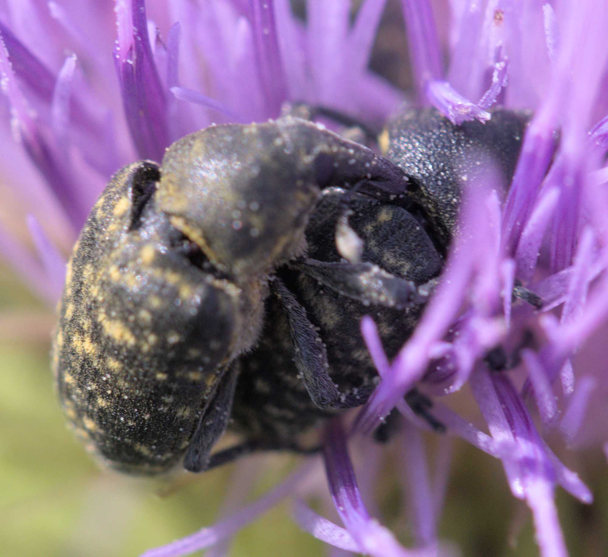 Osmia leaiana/niveata (Osmia leaiana/niveata), Lokation: Deutschland | Nordrhein-Westfalen | Heinsberg | Wassenberg Kategorien: Insekten, Hortus rusticus, Familie: Curculionidae (Rüsselkäfer), Familie: Megachilidae (Bauchsammlerbienen), Datum: 12.06.2022