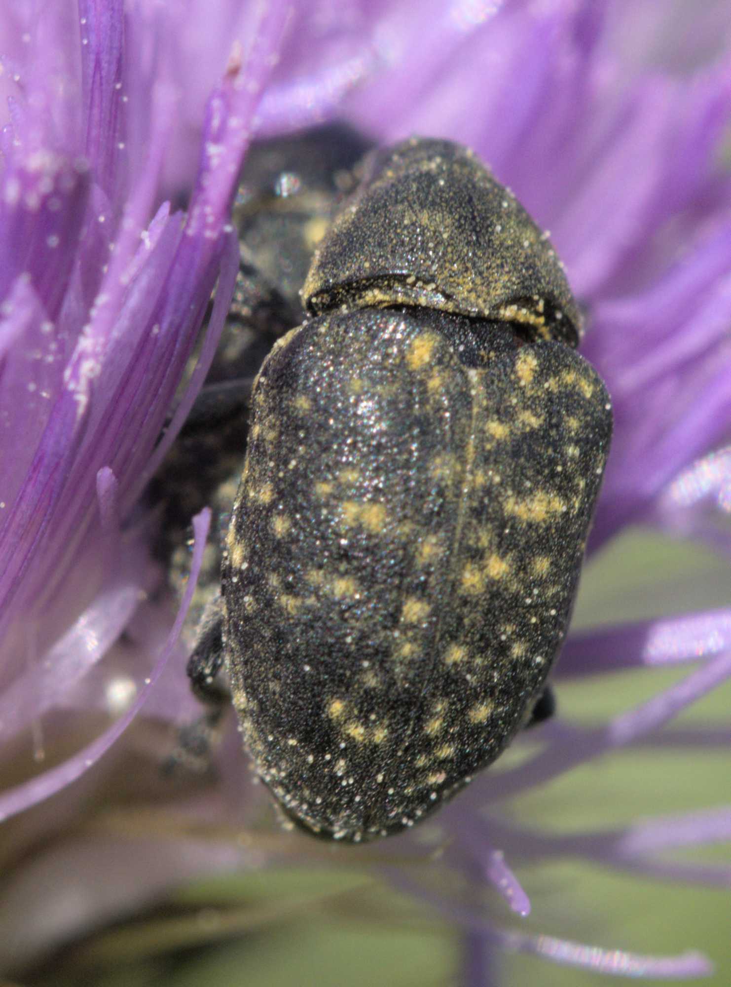 Kratzdistelrüssler (Larinus turbinatus), Lokation: Deutschland | Nordrhein-Westfalen | Heinsberg | Wassenberg Kategorien: Insekten, Hortus rusticus, Familie: Curculionidae (Rüsselkäfer), Datum: 12.06.2022